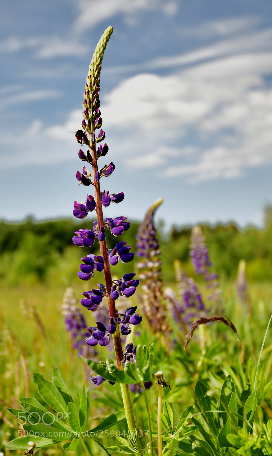 Nikon D850 sample photo. Lupine with bumble bee #2 photography