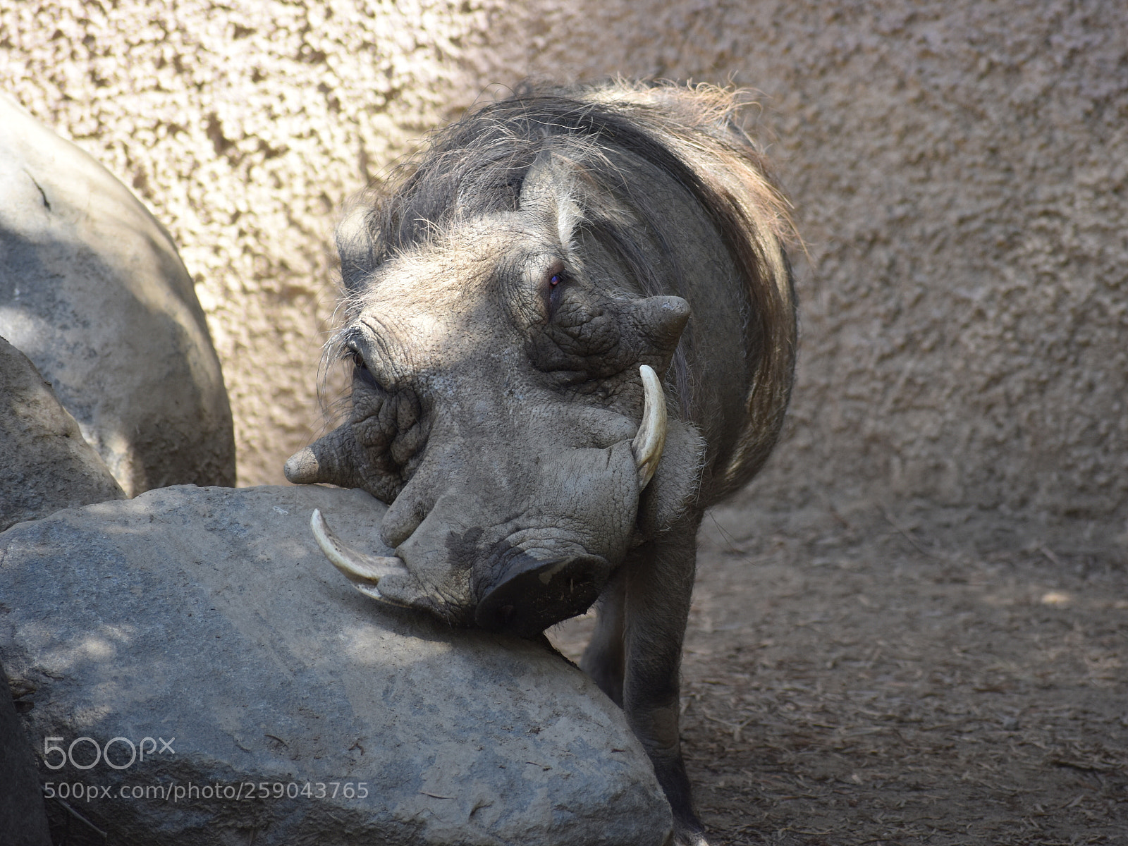 Nikon D3400 sample photo. Happy warthog photography