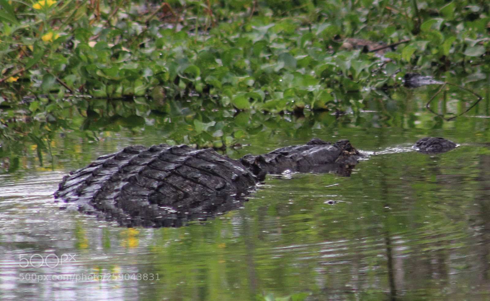 Canon EOS 60D sample photo. American alligator  photography