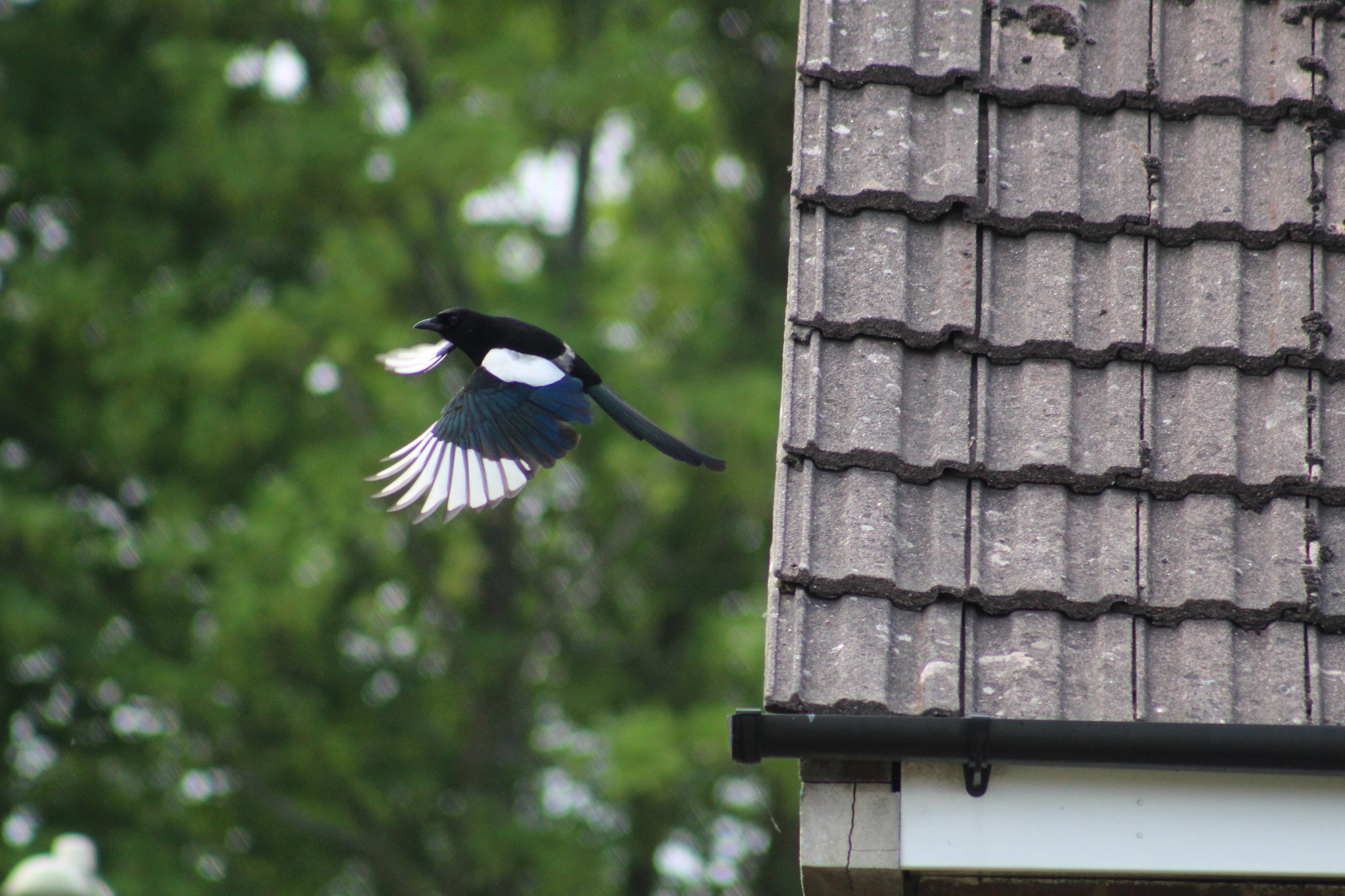 Canon EOS 100D (EOS Rebel SL1 / EOS Kiss X7) + Canon EF 75-300mm f/4-5.6 sample photo. Magpie takeoff photography