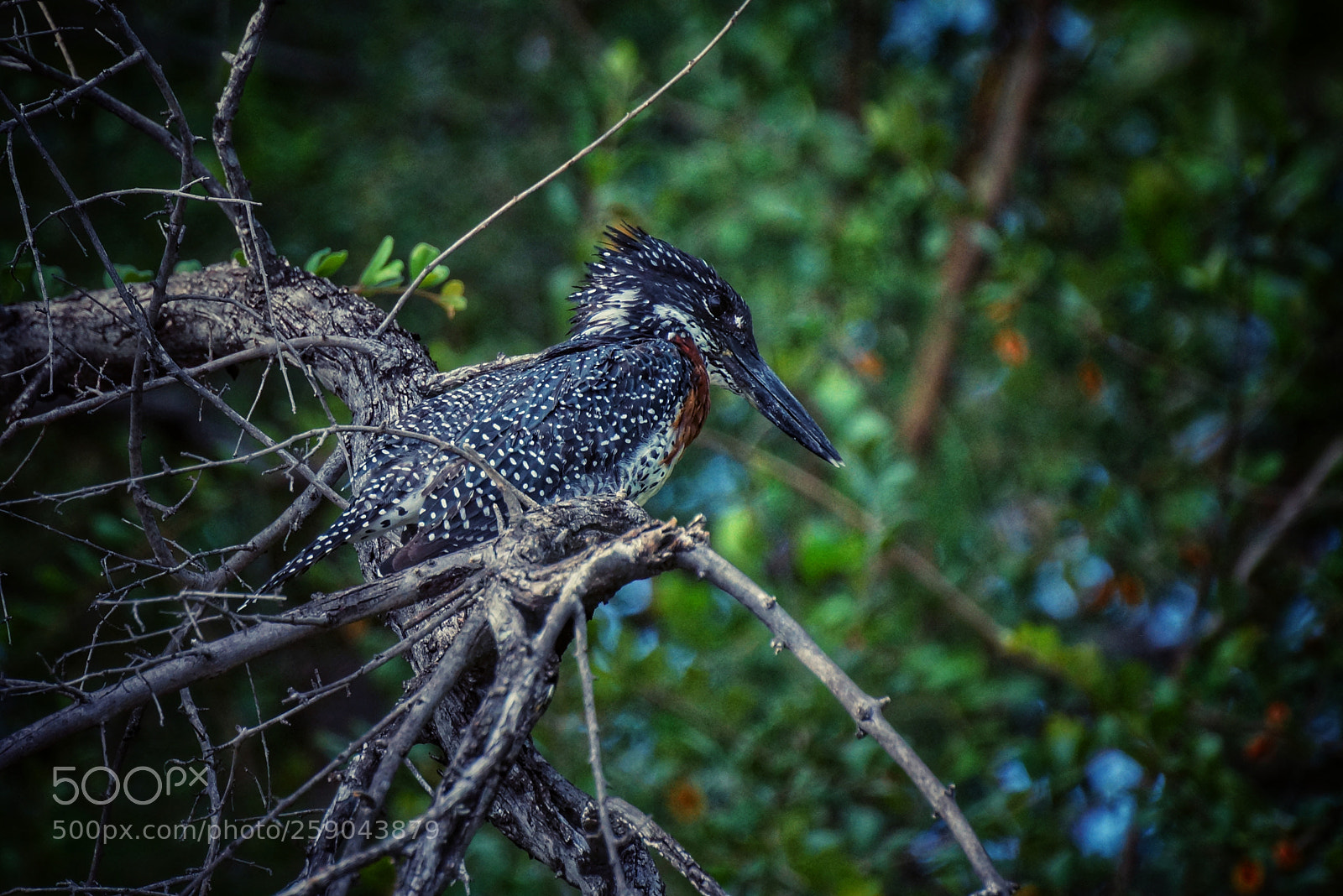 Sony SLT-A77 sample photo. Giant kingfisher photography
