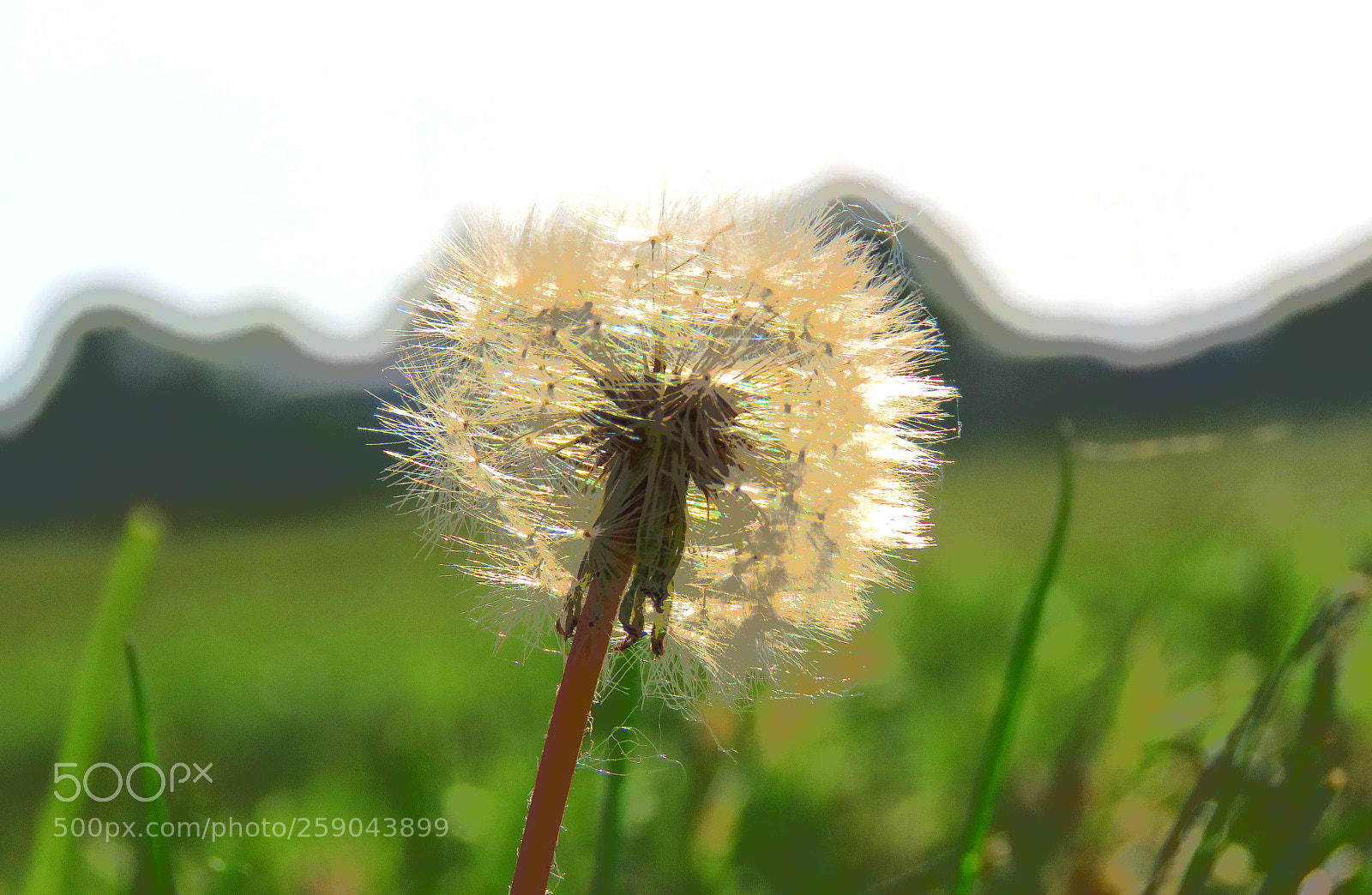 Canon PowerShot SX60 HS sample photo. Dandelion photography