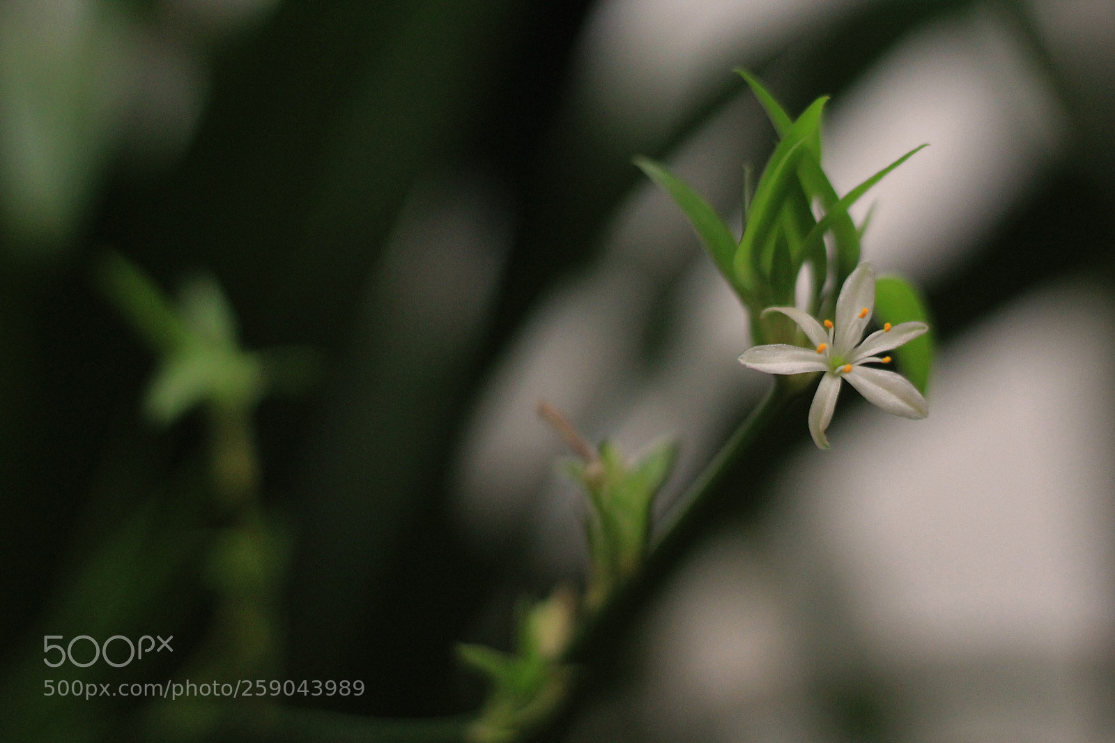 Canon EOS 1200D (EOS Rebel T5 / EOS Kiss X70 / EOS Hi) sample photo. Untitled photography