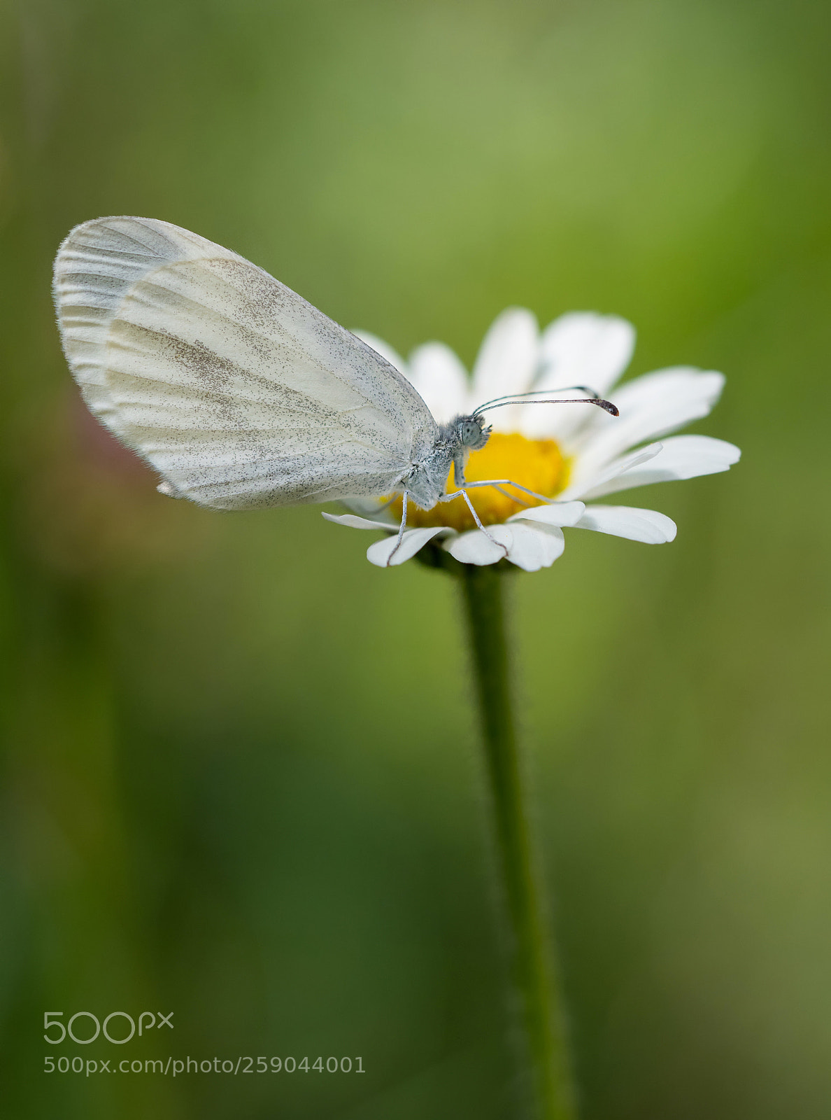 Olympus OM-D E-M1 Mark II sample photo. White alpine butterfly photography