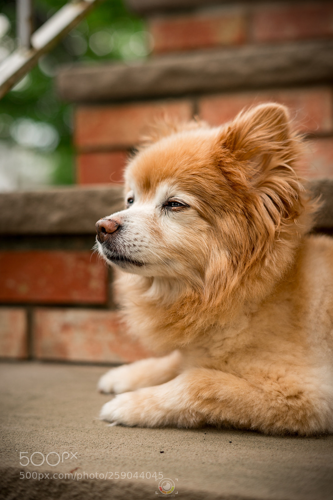 Sony a7 II sample photo. Pet life photography