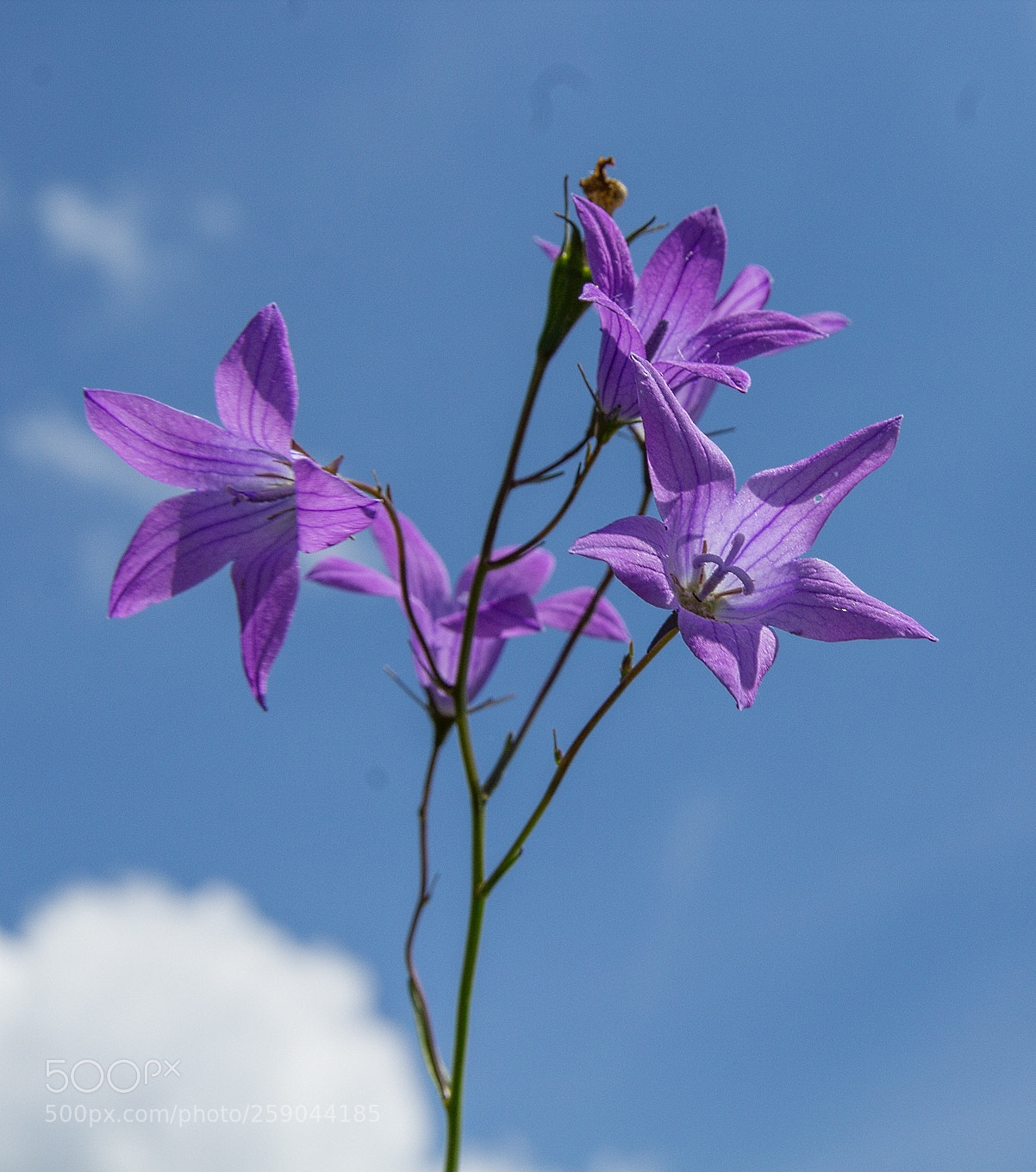 Canon EOS 1200D (EOS Rebel T5 / EOS Kiss X70 / EOS Hi) sample photo. Blue photography