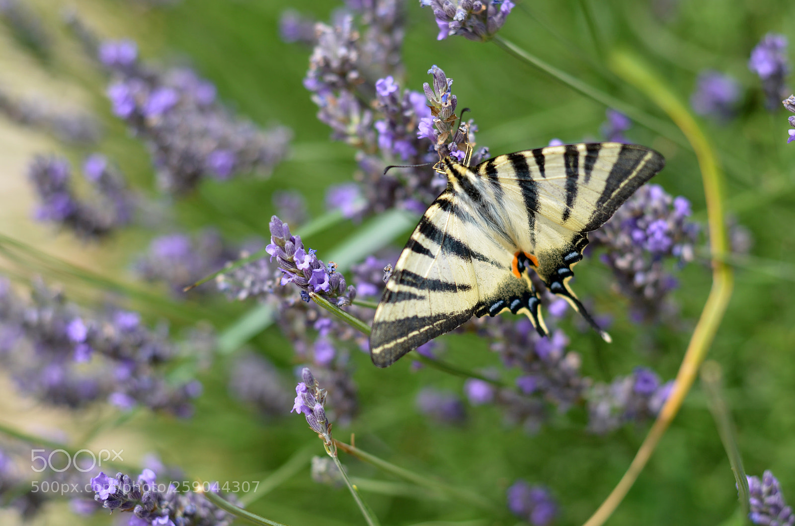 Nikon D5100 sample photo. Lavender and butterfly photography