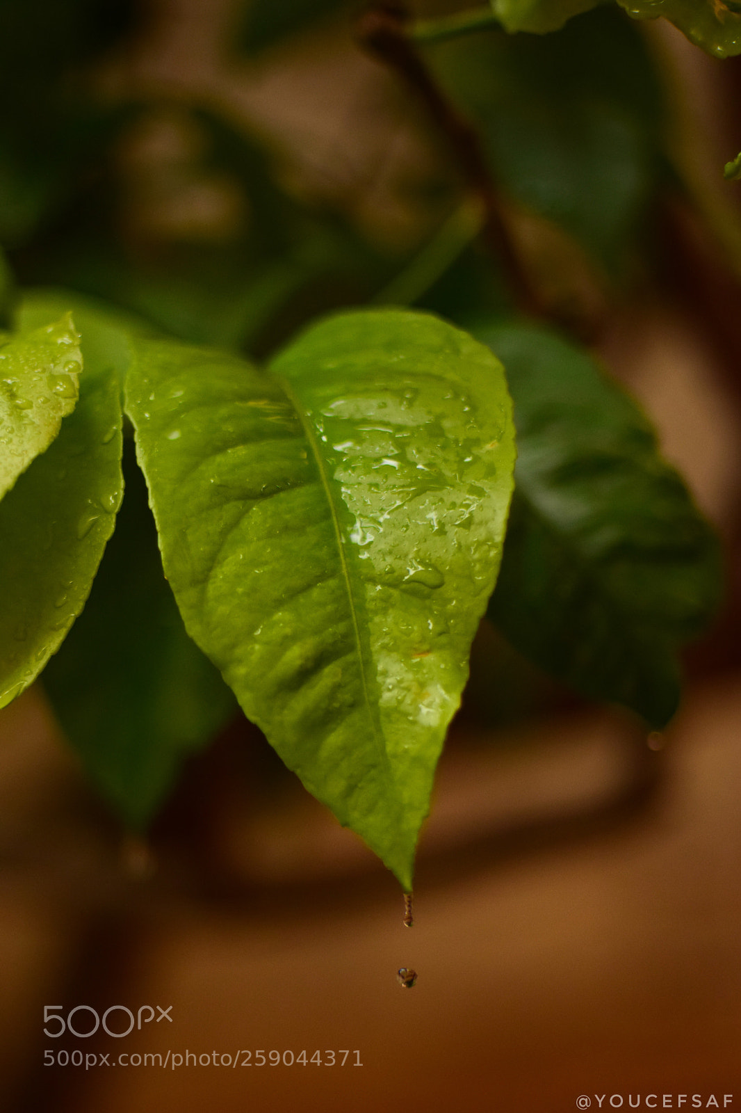 Nikon D3300 sample photo. Drop... photography