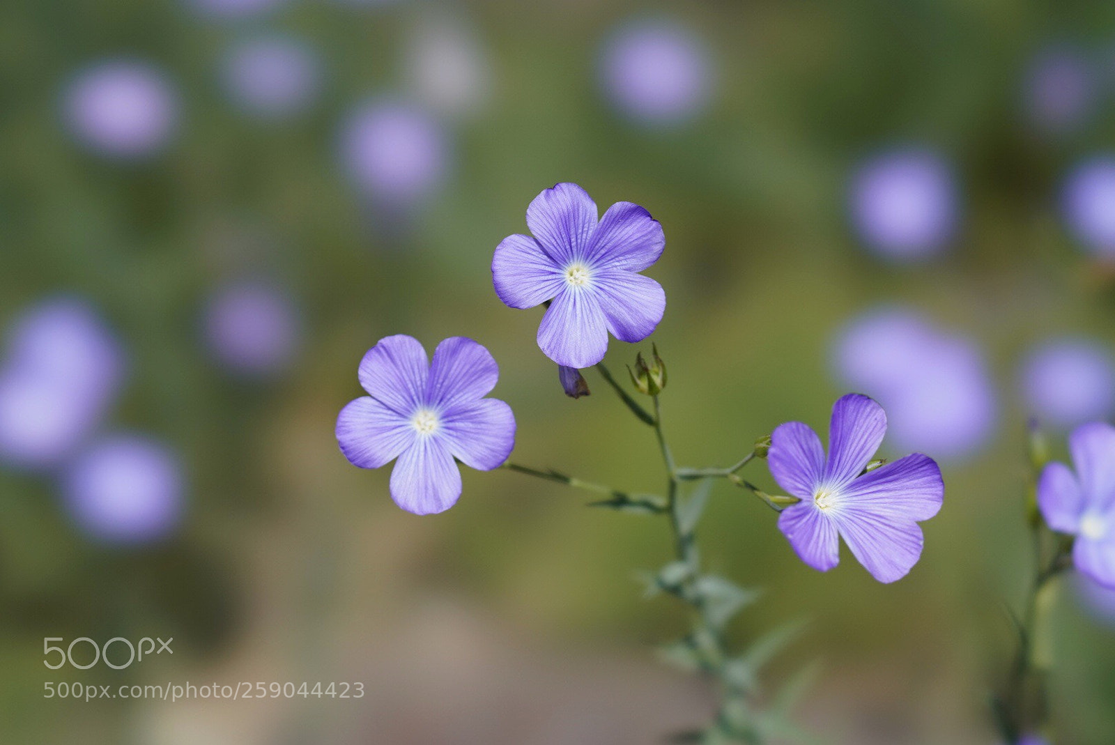 Sony a7R III sample photo. Lilac foreground photography