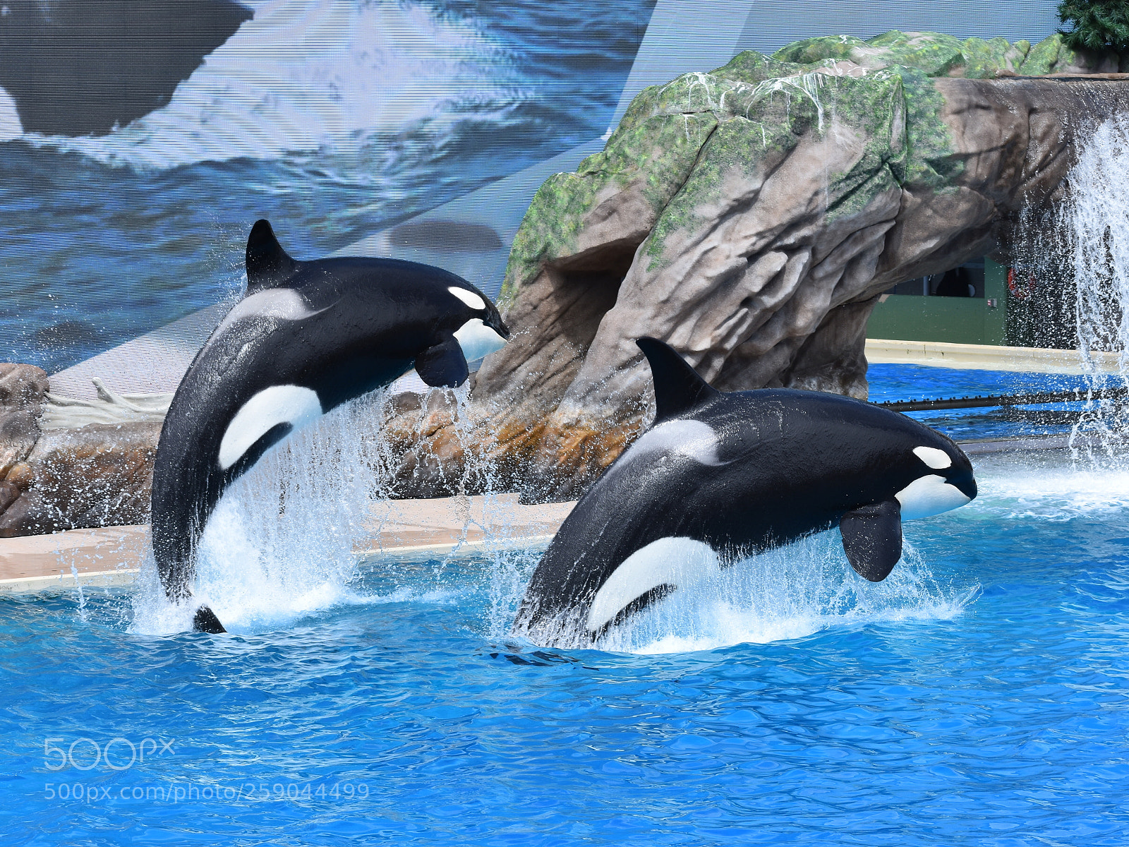 Nikon D3400 sample photo. Two orcas photography