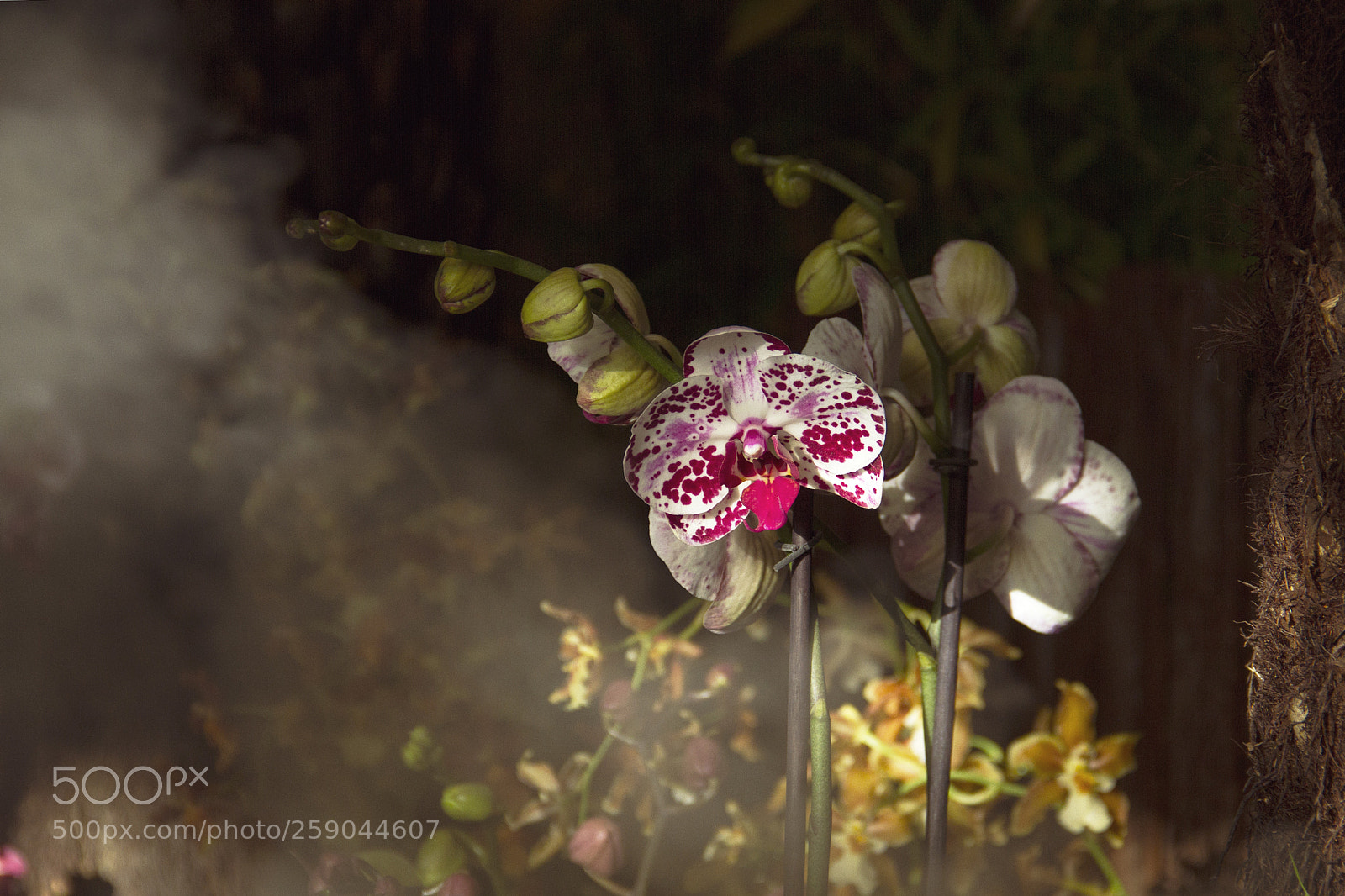 Canon EOS 7D sample photo. Phalaenopsis photography
