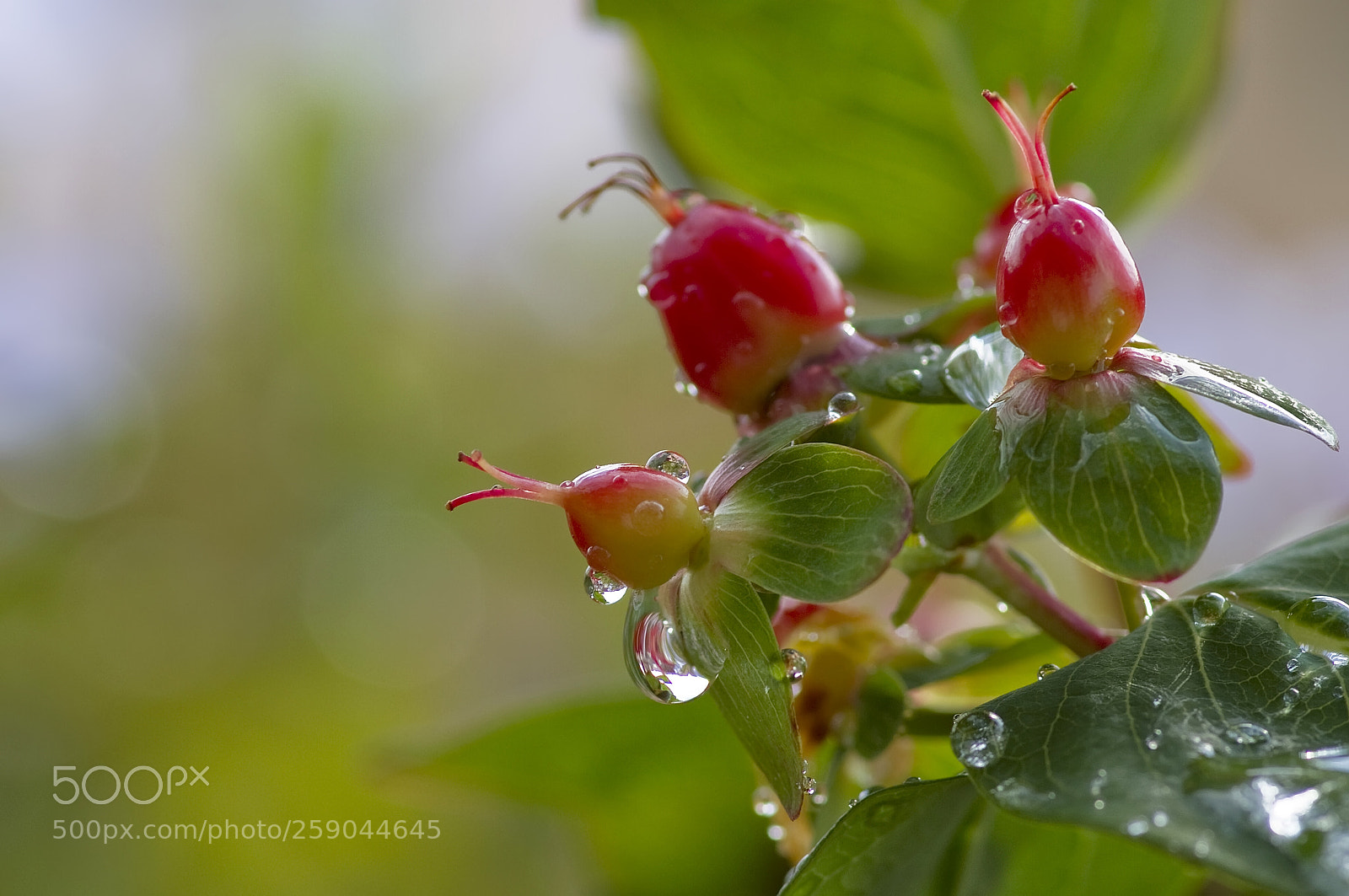 Canon EOS 7D sample photo. Boccioli di iperico photography