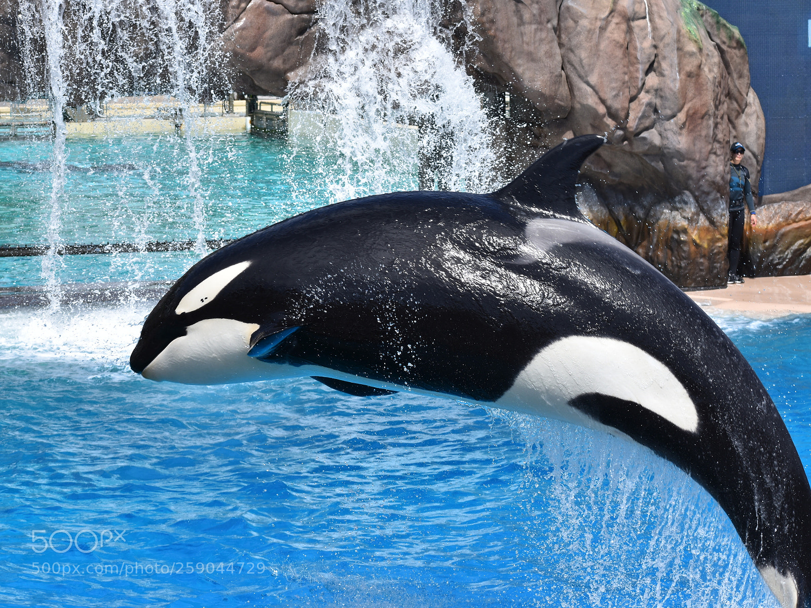 Nikon D3400 sample photo. One orca photography