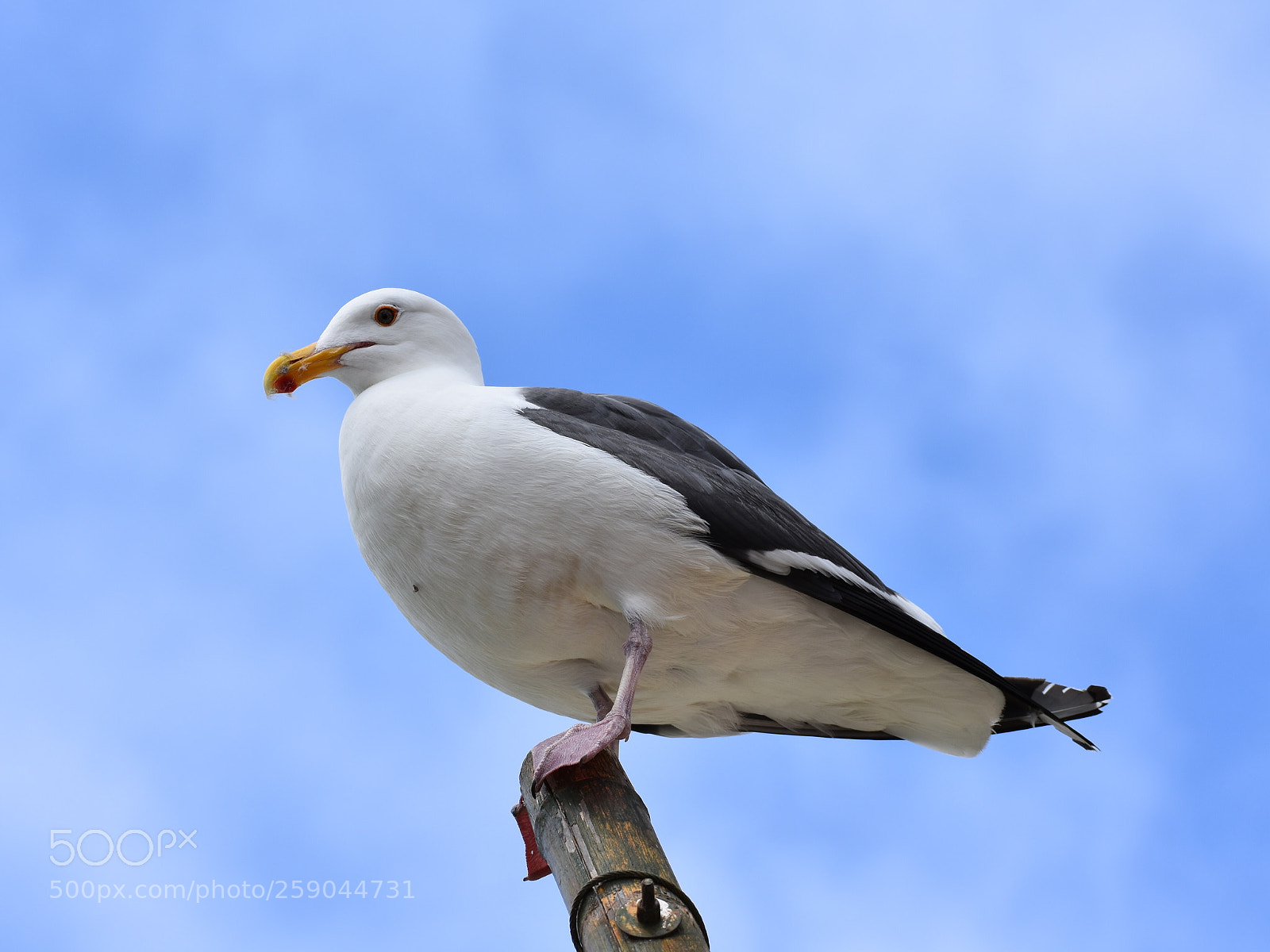 Nikon D3400 sample photo. Seagull from below photography