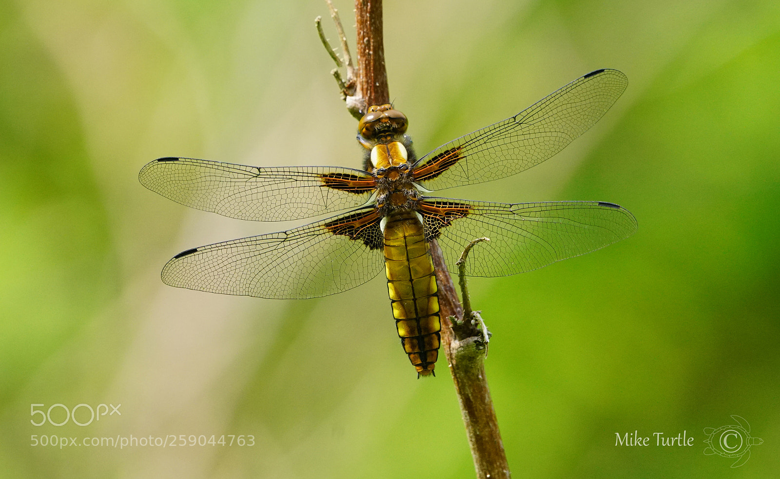 Sony a99 II sample photo. Broad bodied chaser dragonfly. photography