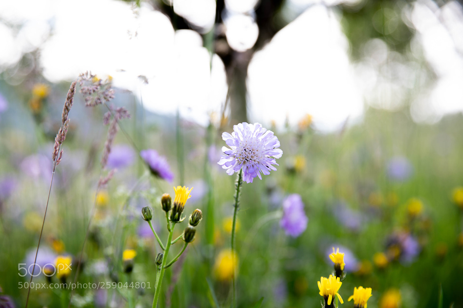 Canon EOS 6D Mark II sample photo. Spring photography