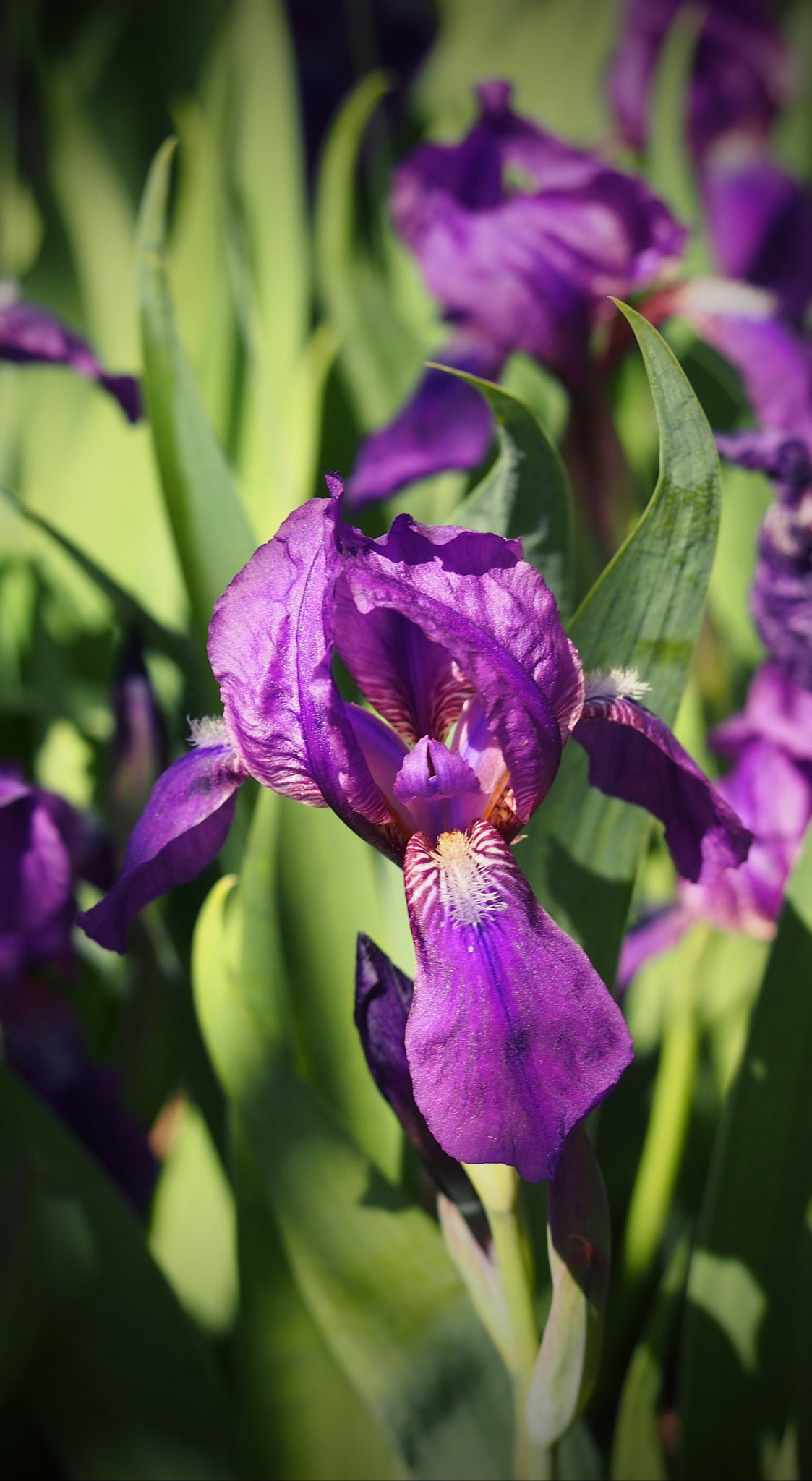 Olympus PEN E-PM1 sample photo. Iris photography