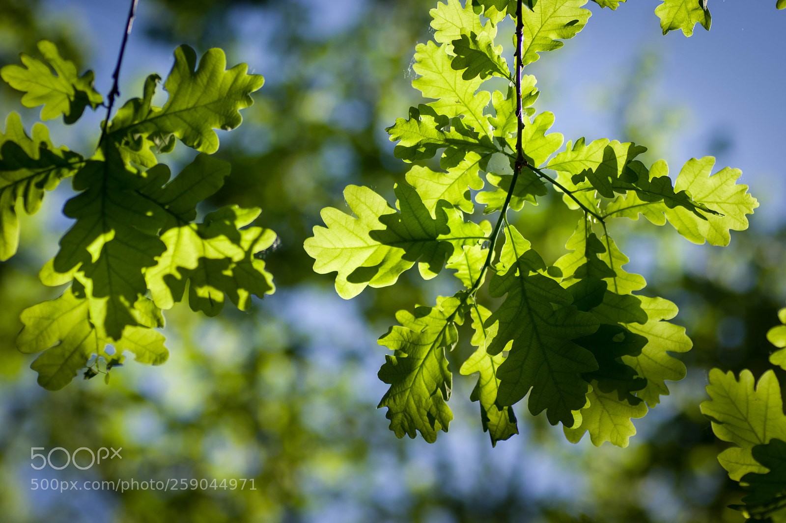 Pentax K-70 sample photo. Shining leaves photography