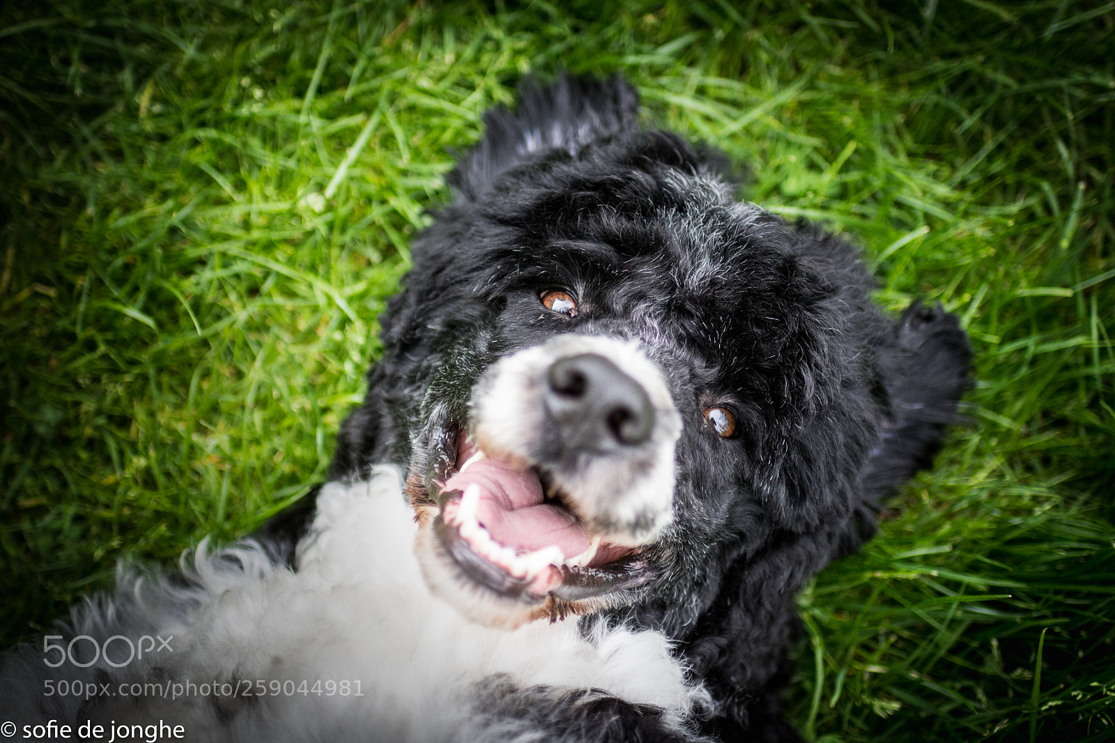 Nikon D7200 sample photo. Happiness photography