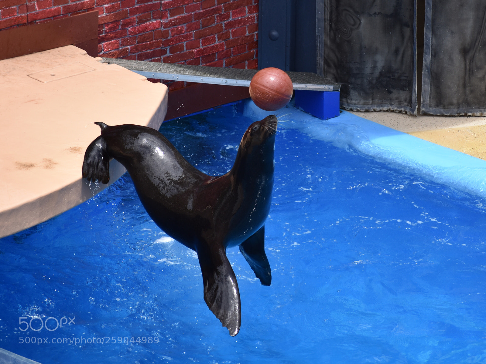 Nikon D3400 sample photo. Seal with ball balanced photography