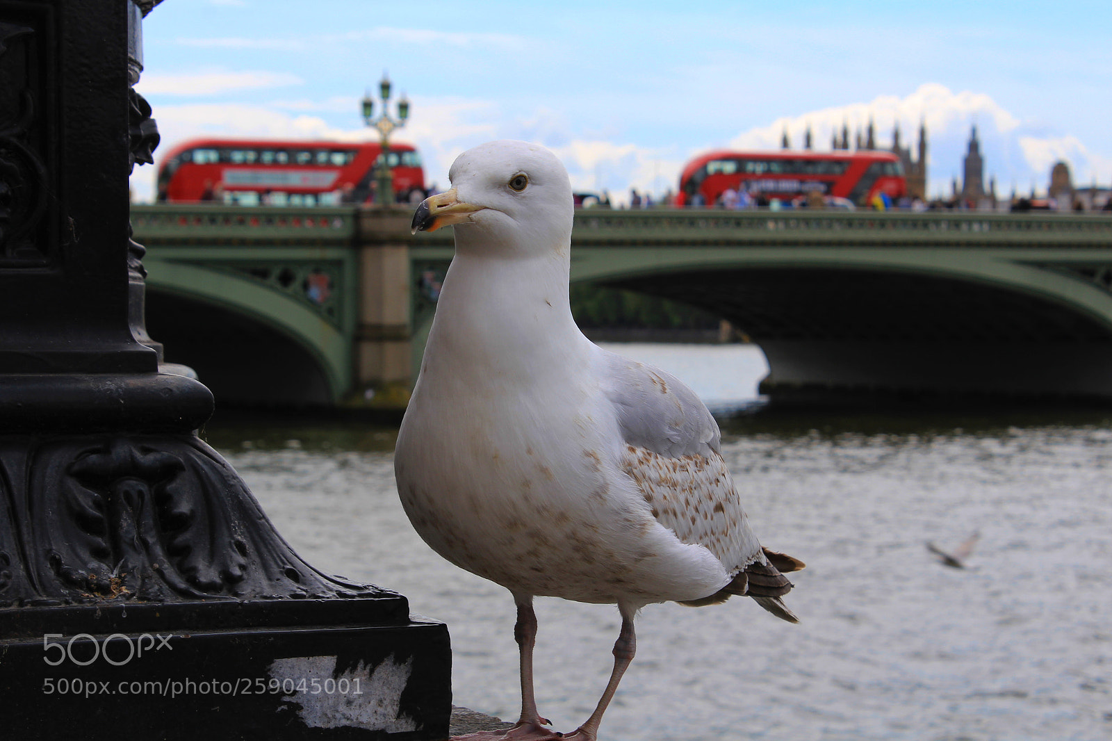 Canon EOS 1200D (EOS Rebel T5 / EOS Kiss X70 / EOS Hi) sample photo. Red buses and seagull photography