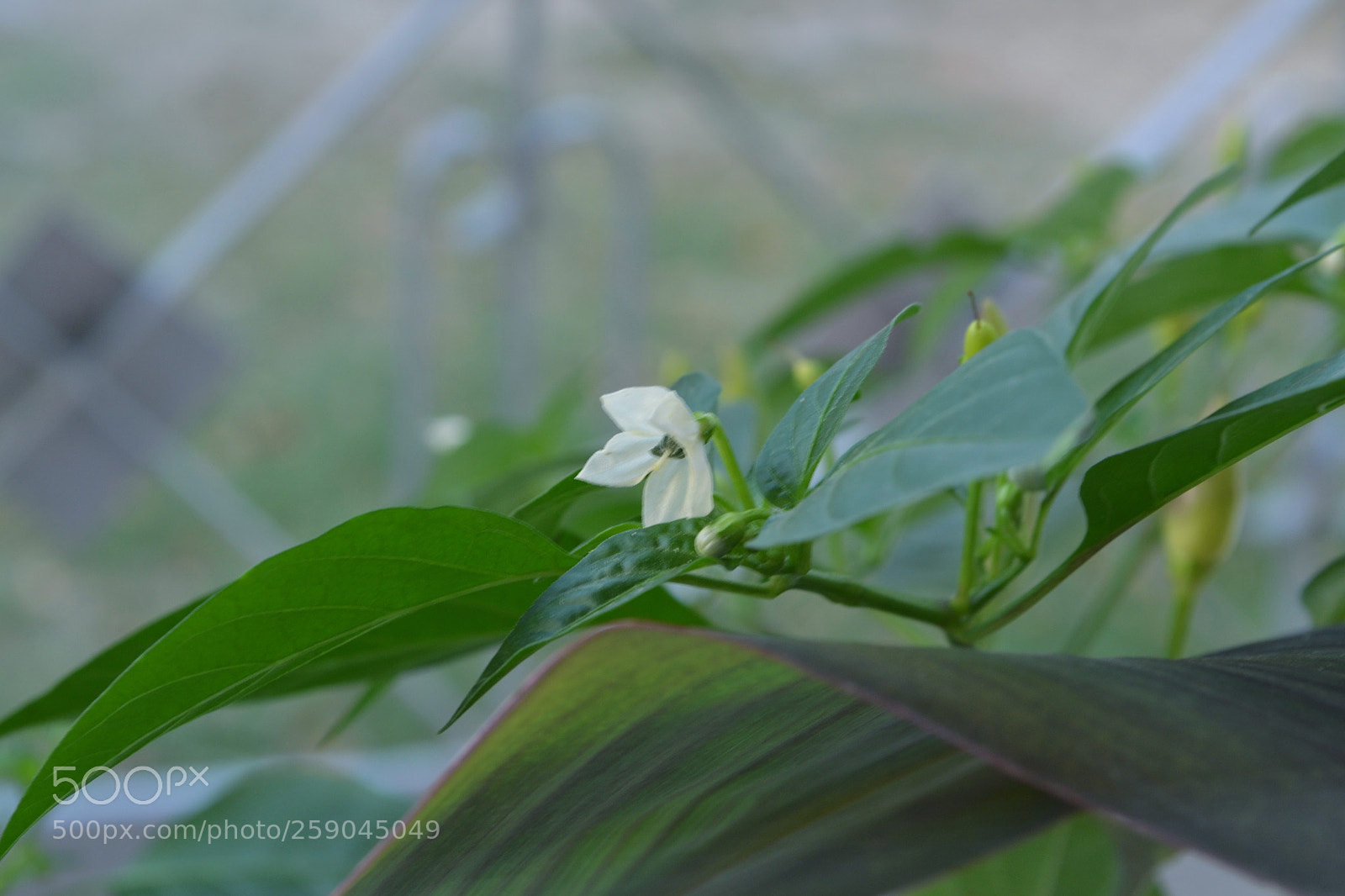 Nikon D3100 sample photo. Csc photography