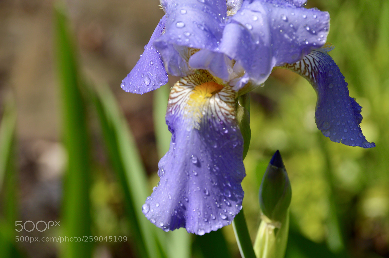Nikon D3200 sample photo. Iris
 photography