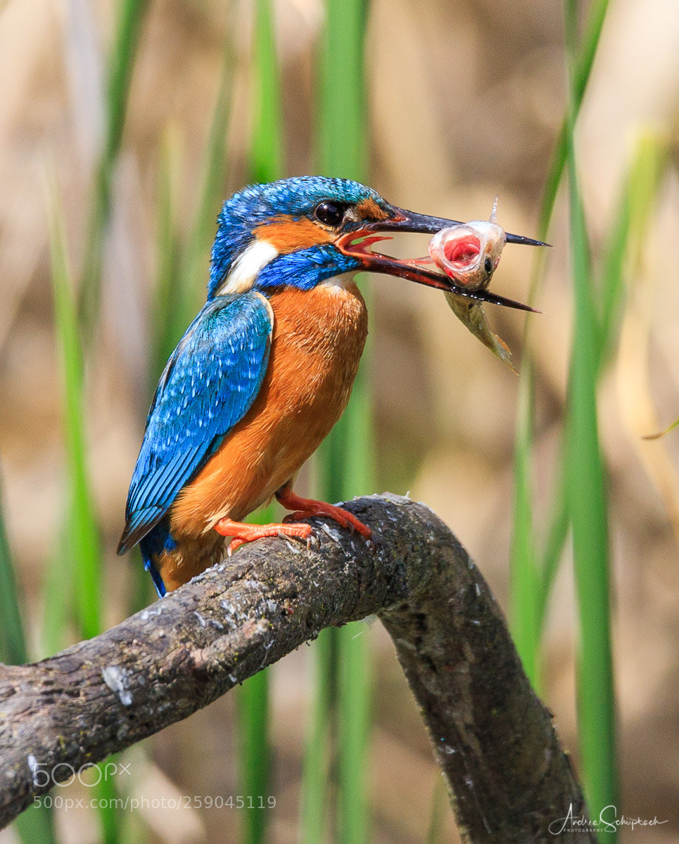 Canon EOS 6D Mark II sample photo. Kingfisher photography