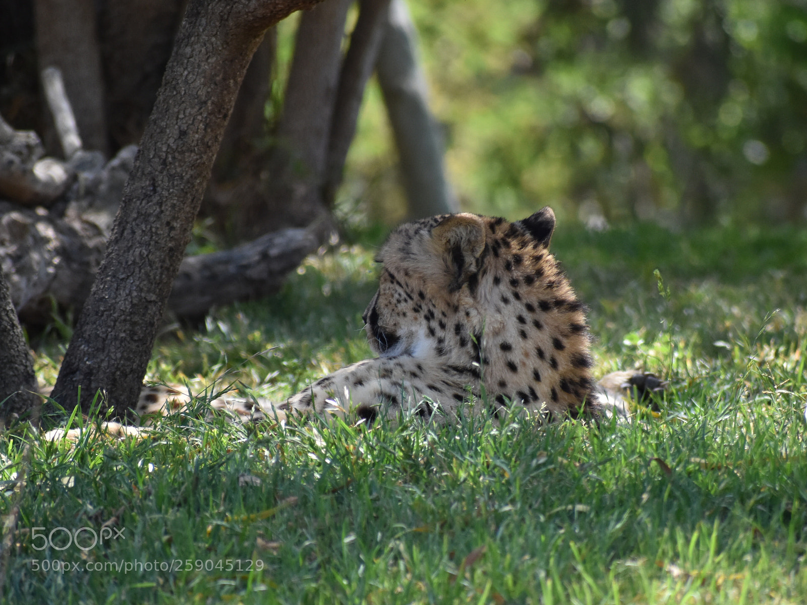 Nikon D3400 sample photo. Cheetah resting in grass photography