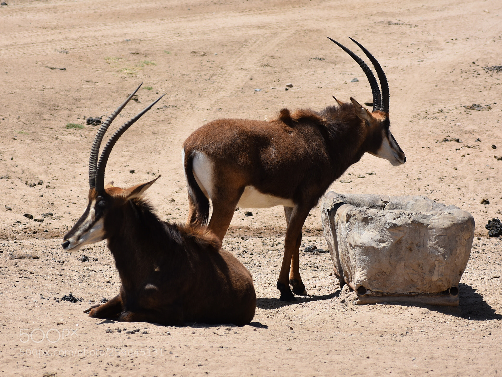 Nikon D3400 sample photo. African savanna animals photography
