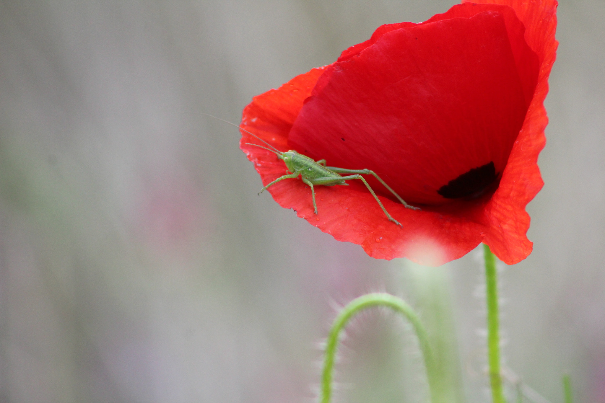 Canon EF 75-300mm f/4-5.6 USM sample photo. Antenas photography
