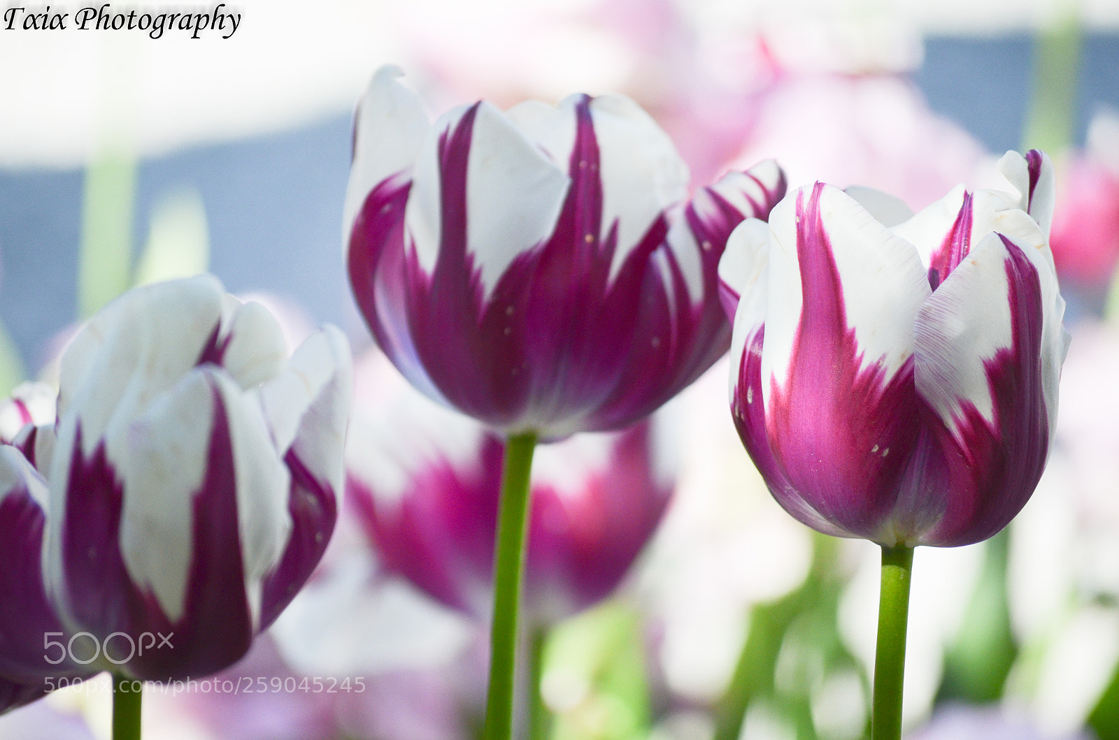 Nikon D5100 sample photo. Untitled photography