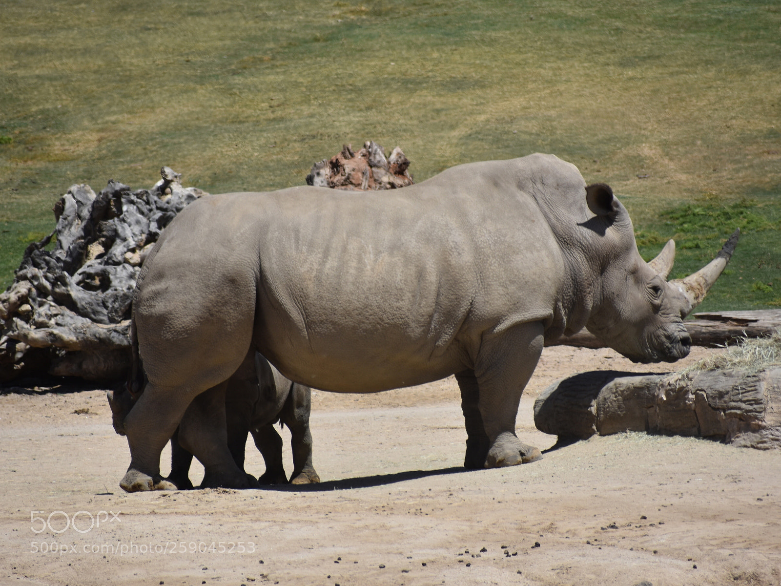 Nikon D3400 sample photo. Mom rhino with baby photography