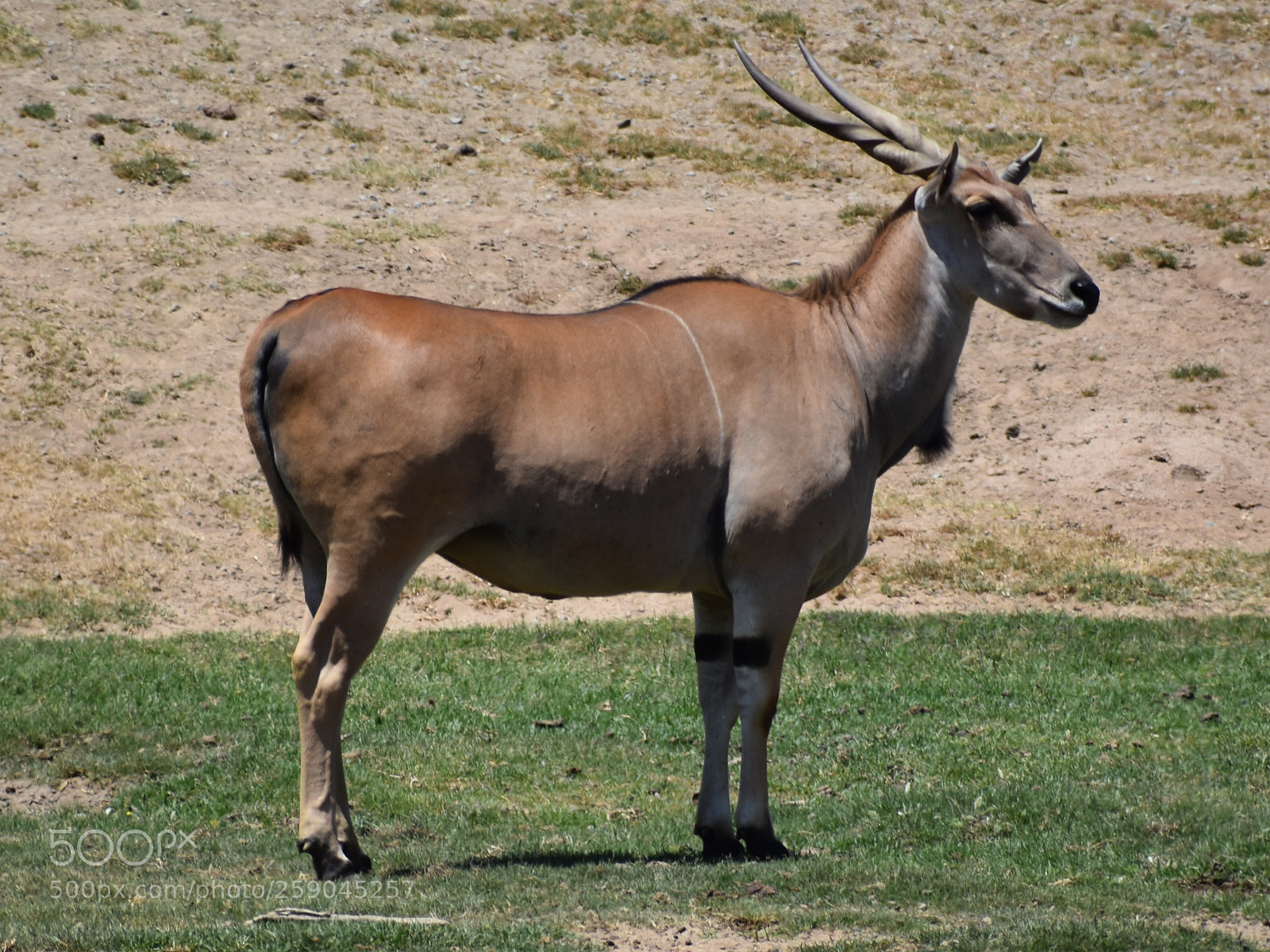 Nikon D3400 sample photo. African safari savanna photography