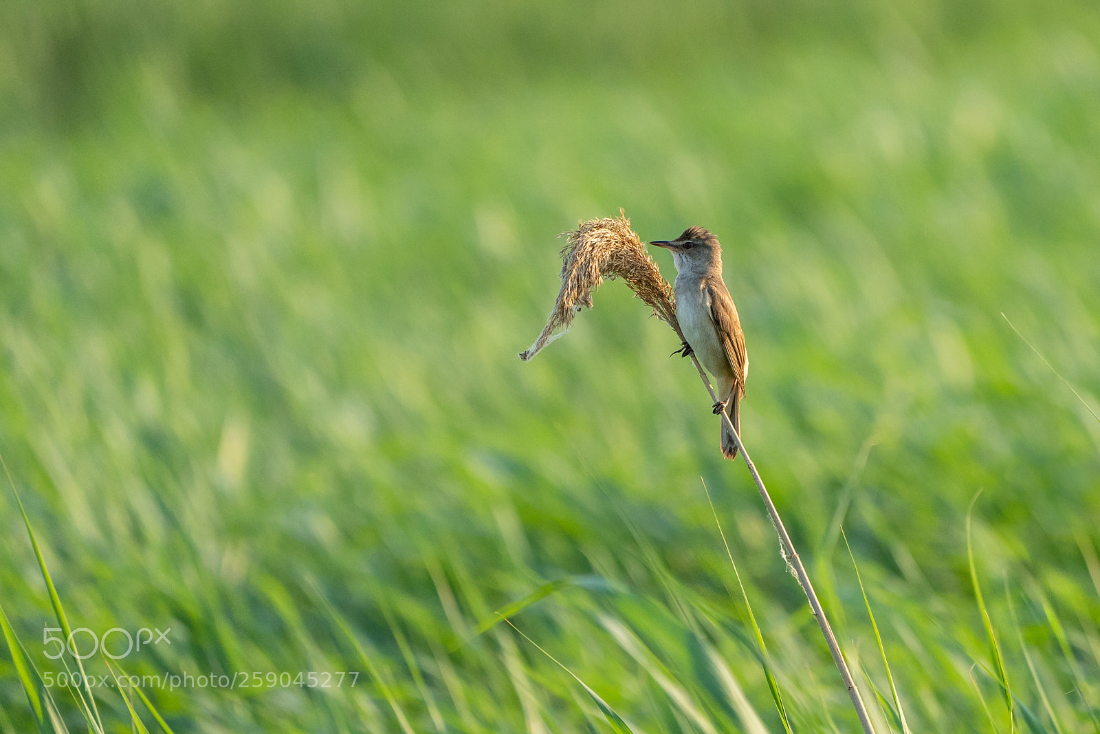 Sony a7 III sample photo. Reed warbler photography