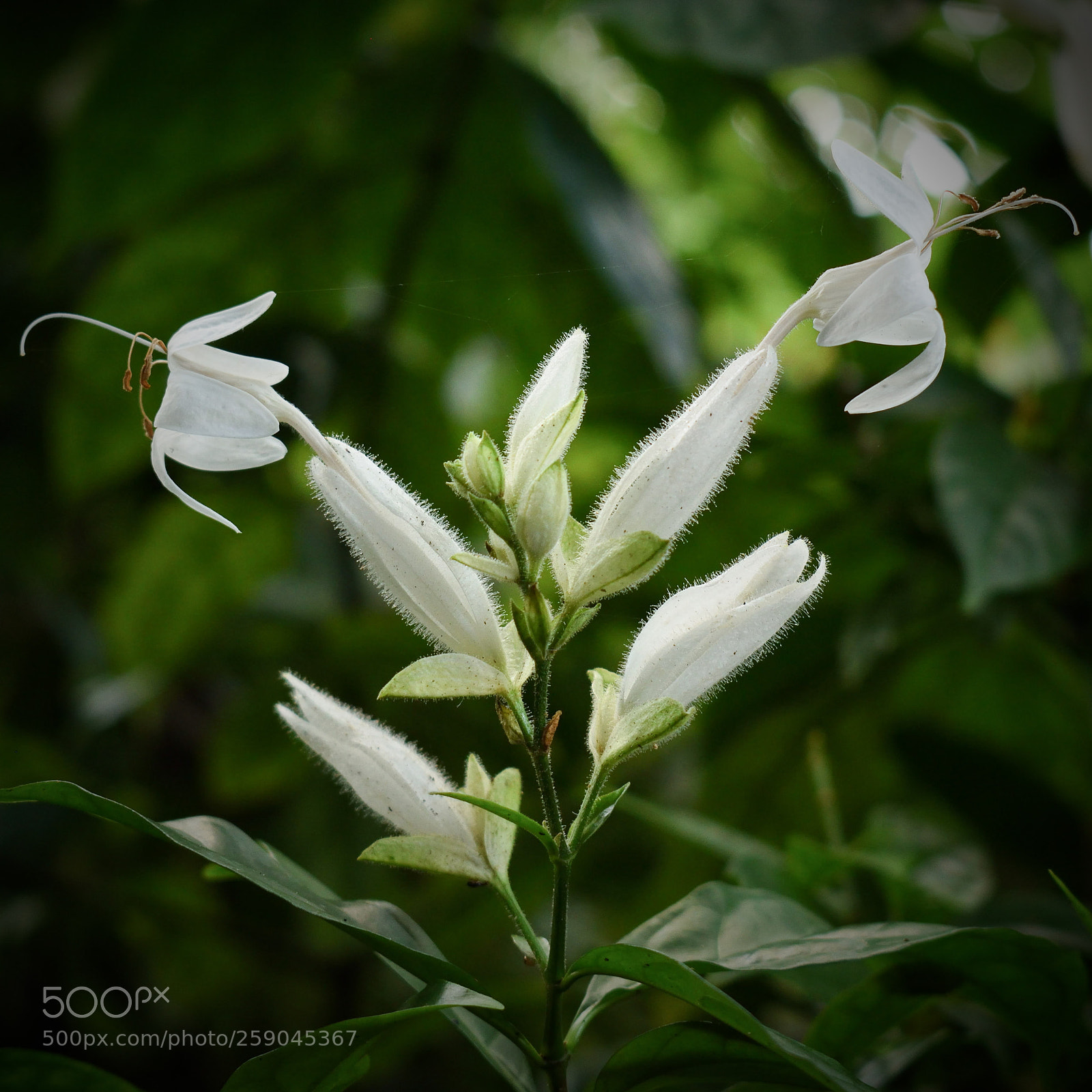 Nikon D5500 sample photo. Hairy white plant photography