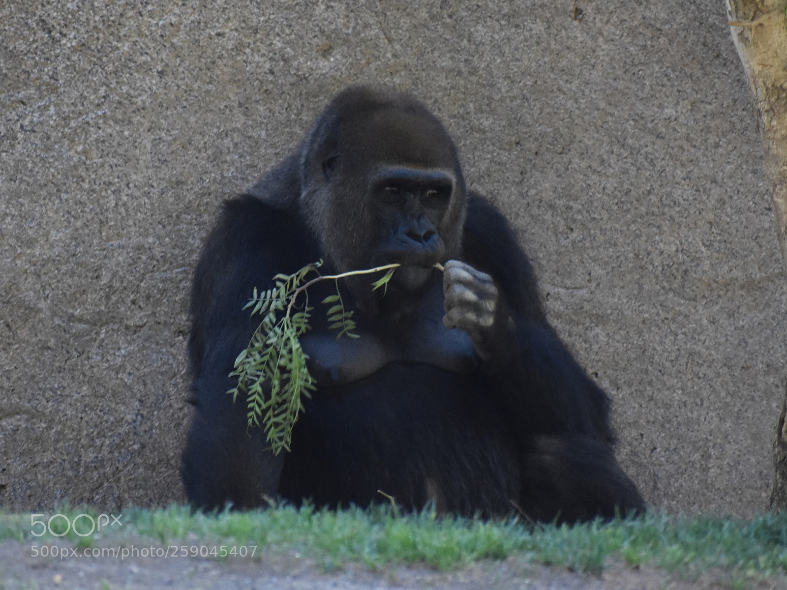 Nikon D3400 sample photo. Adult gorilla photography