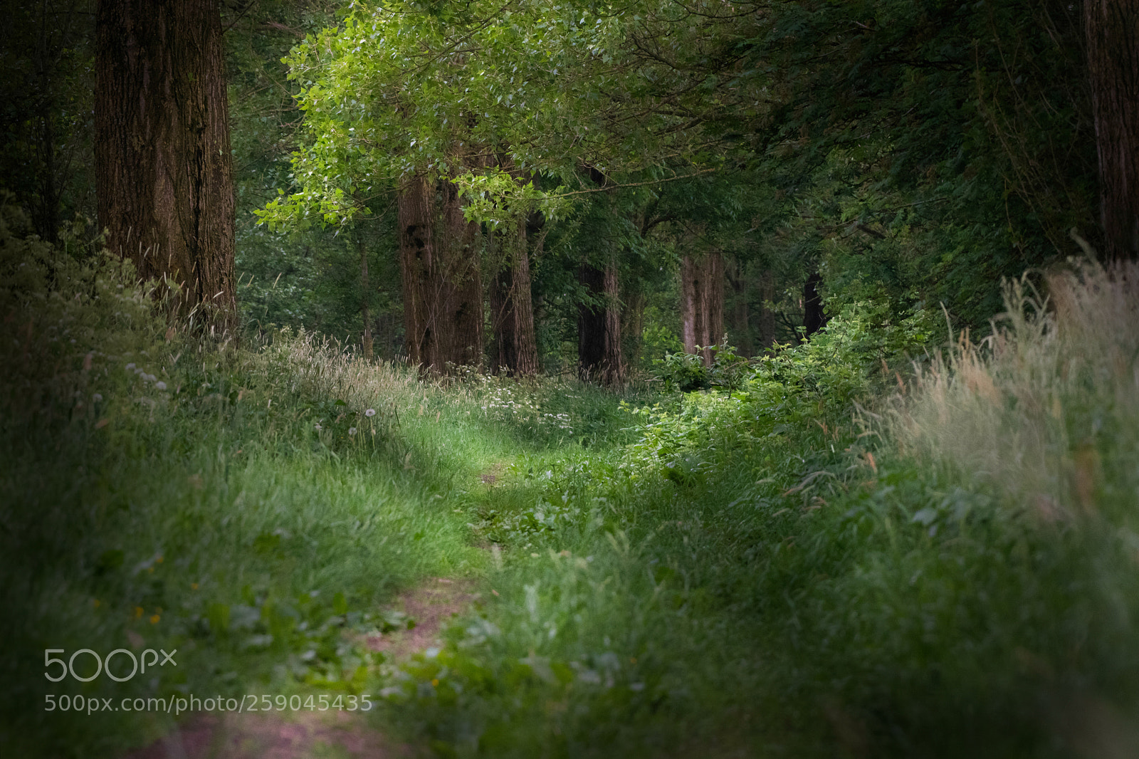 Nikon D5500 sample photo. Magic forest photography