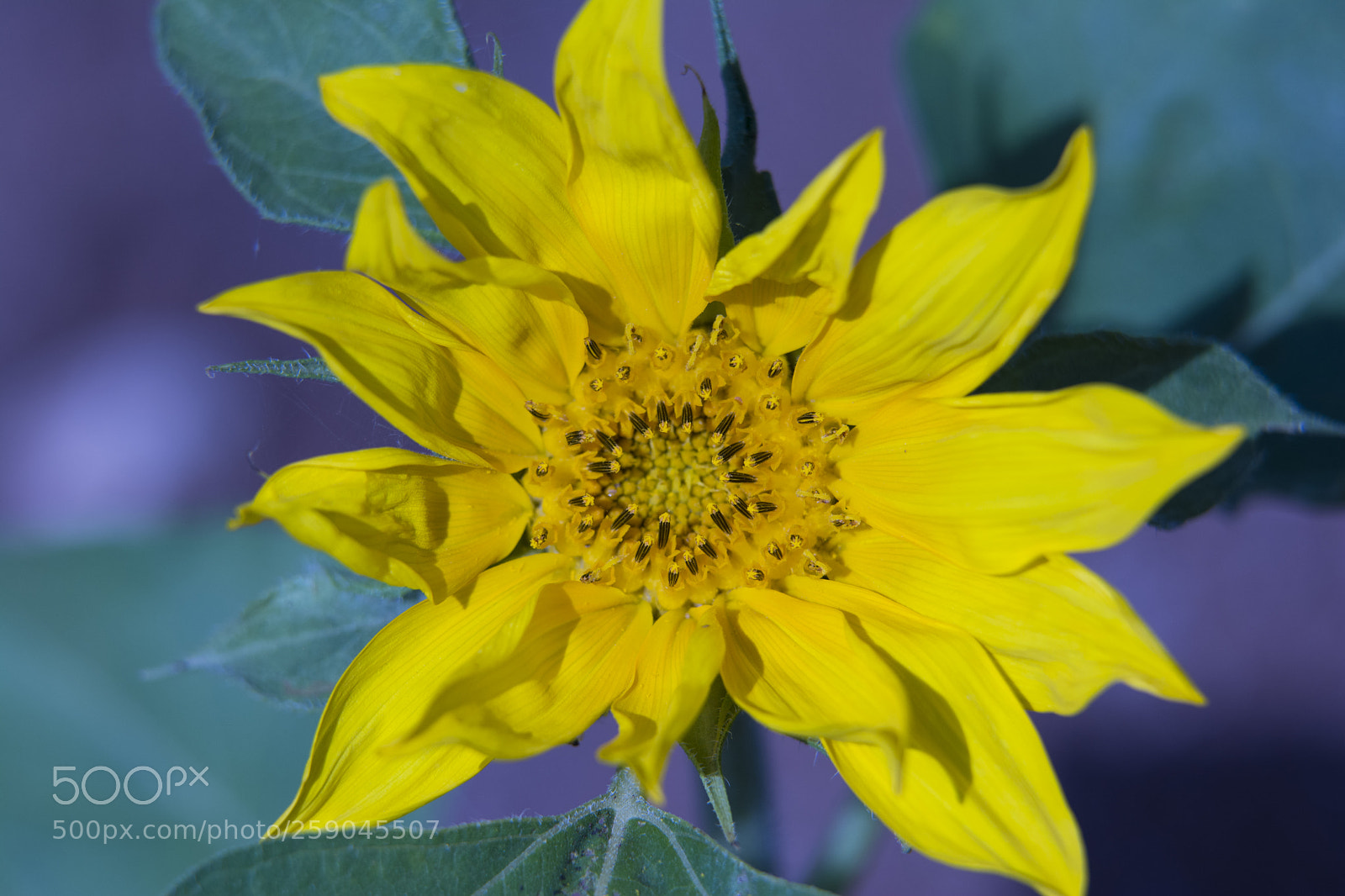 Nikon D7100 sample photo. Sunflower photography