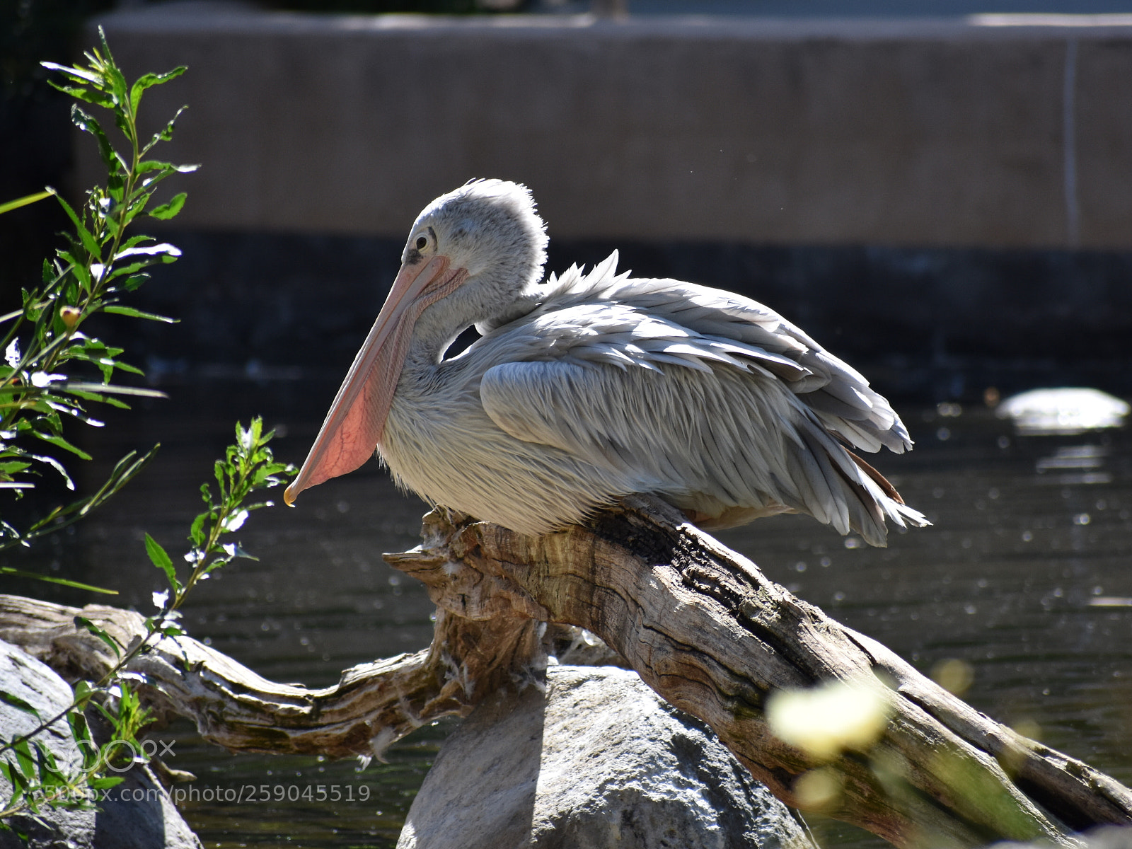 Nikon D3400 sample photo. Pelican photography