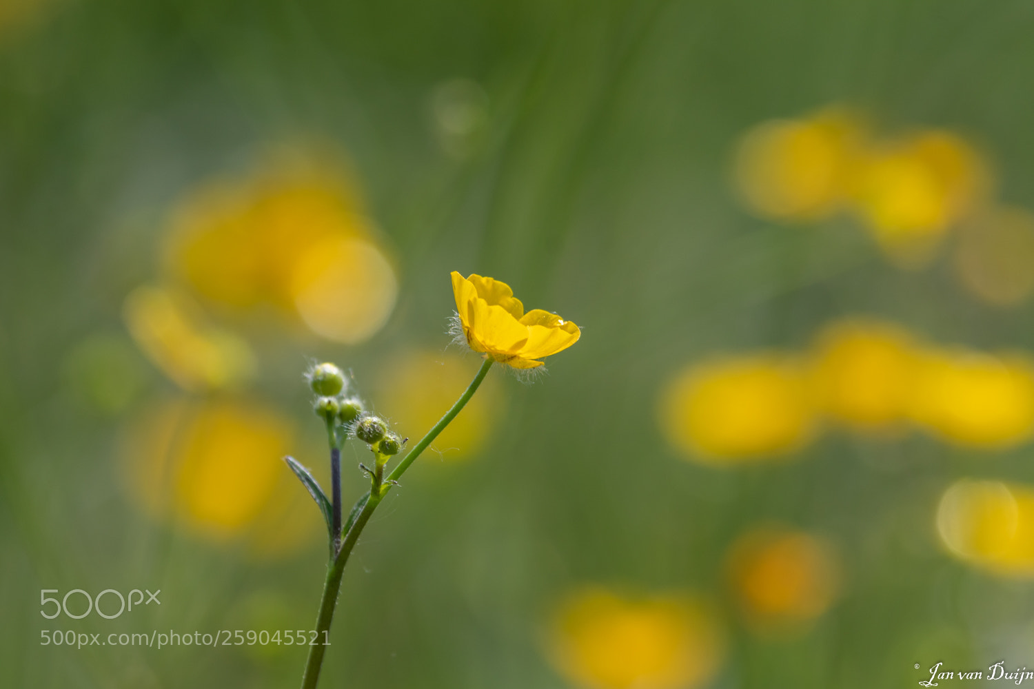 Canon EOS 80D sample photo. Gewoon een boterbloem photography