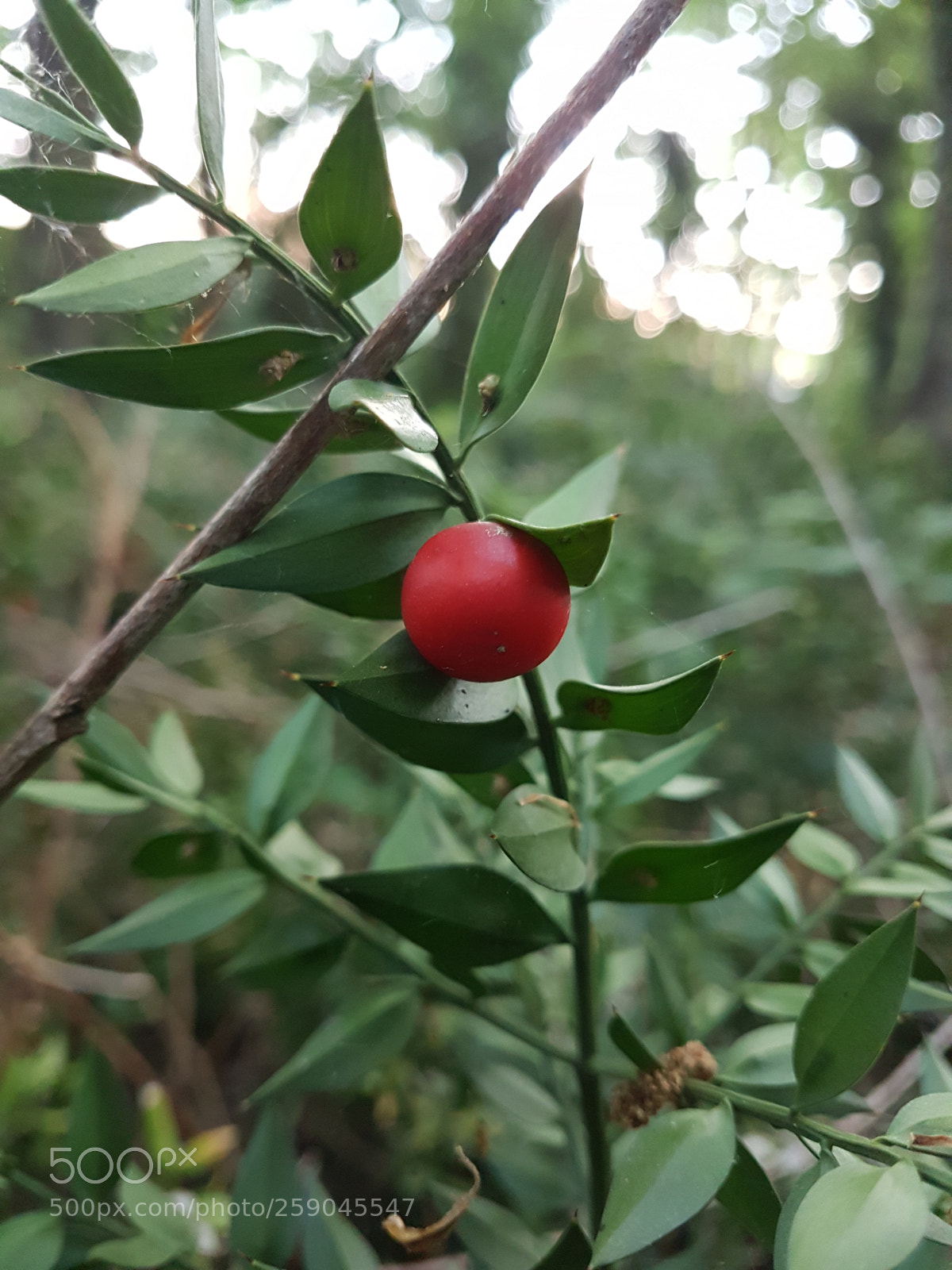 Samsung Galaxy S7 sample photo. Untitled photography