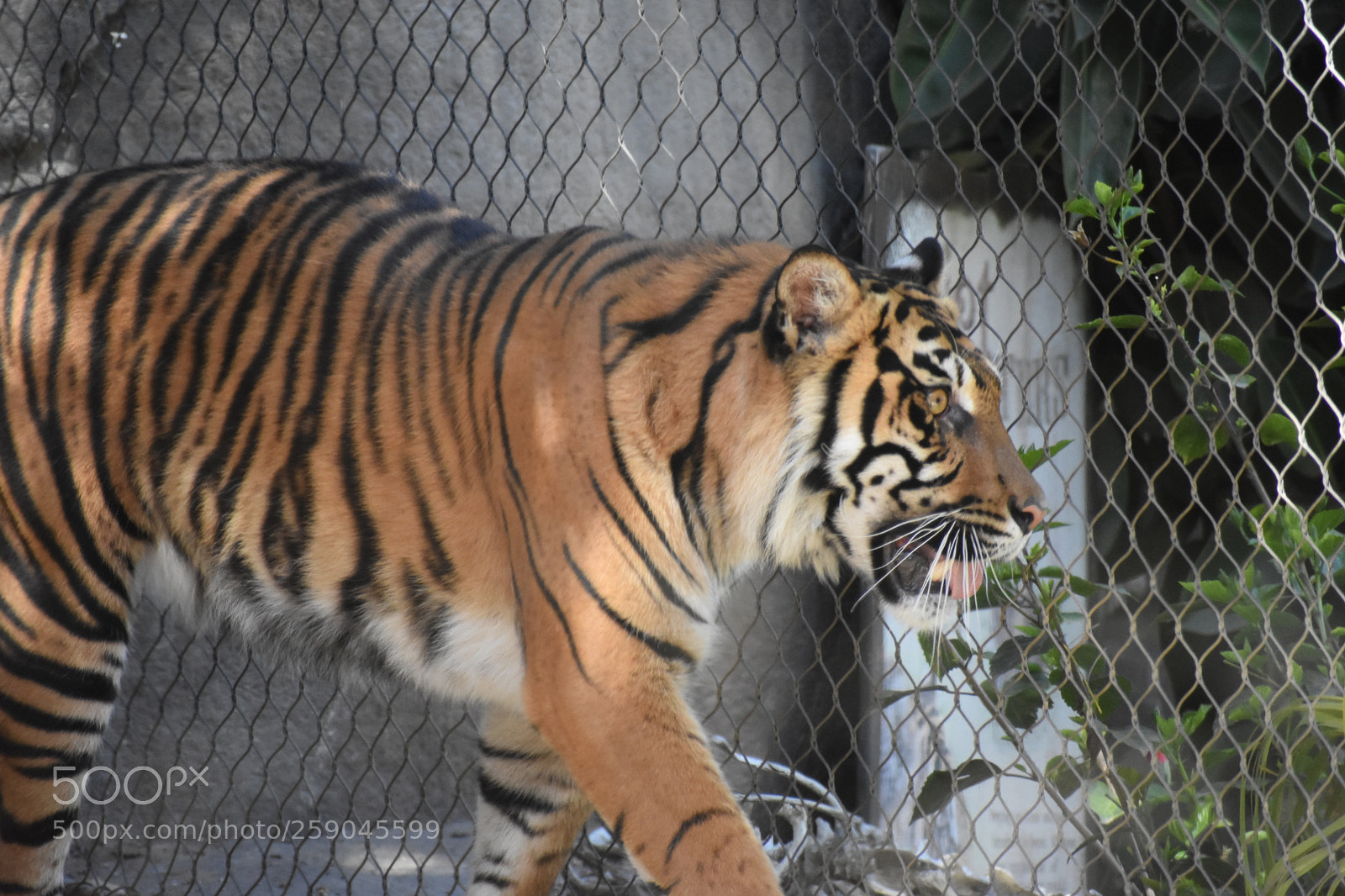 Nikon D3400 sample photo. Female tiger photography