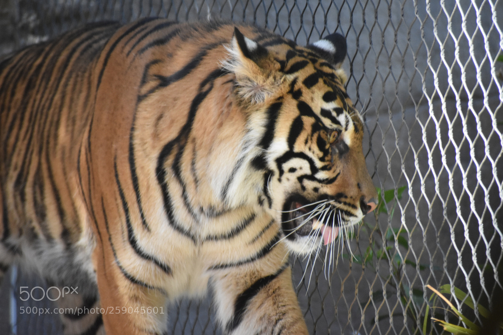 Nikon D3400 sample photo. Female tiger photography