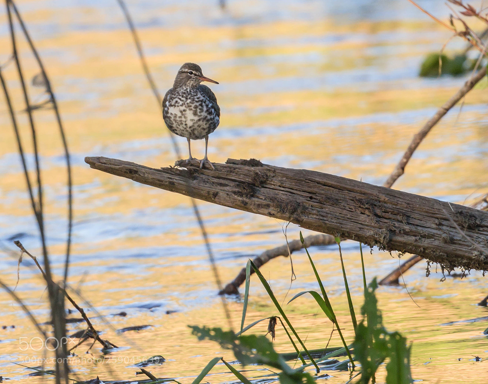 Canon EOS 600D (Rebel EOS T3i / EOS Kiss X5) sample photo. Little spotted sandpiper photography