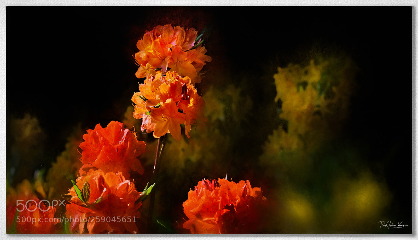 Fujifilm X-H1 sample photo. Flower extravaganza .... photography
