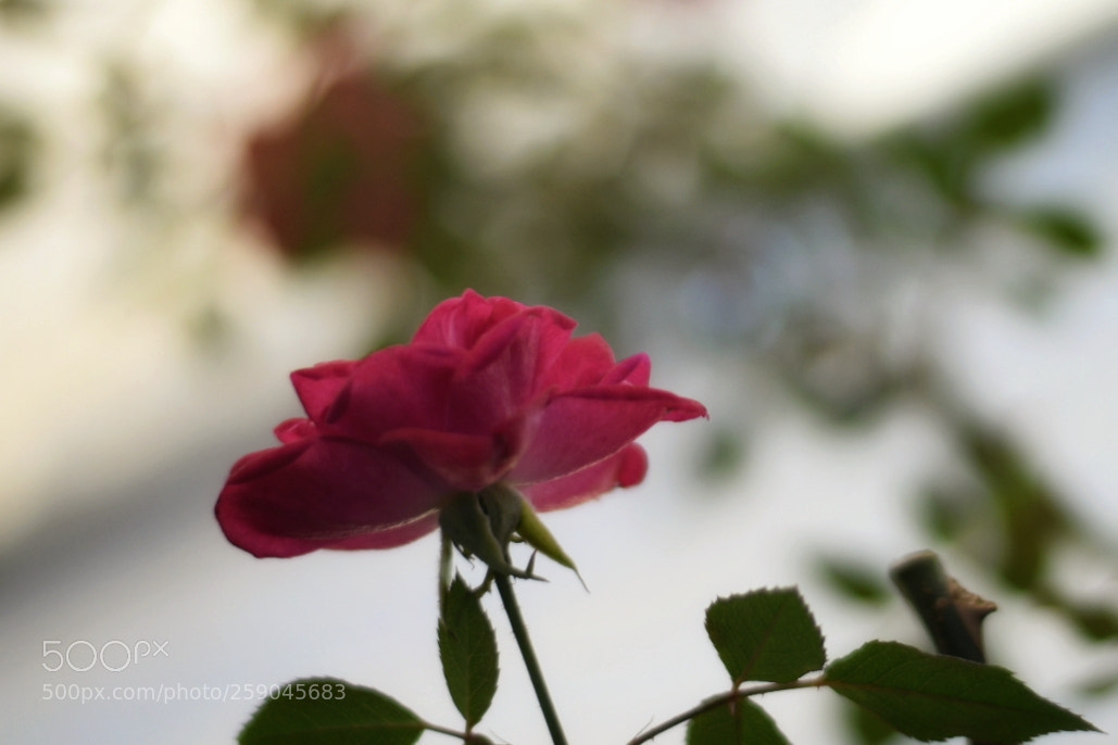 Nikon D5300 sample photo. Rosa. photography