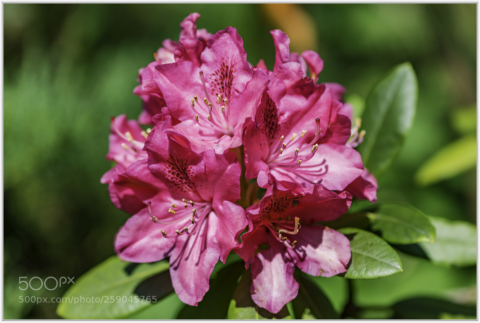 Nikon D750 sample photo. Rhododendron photography