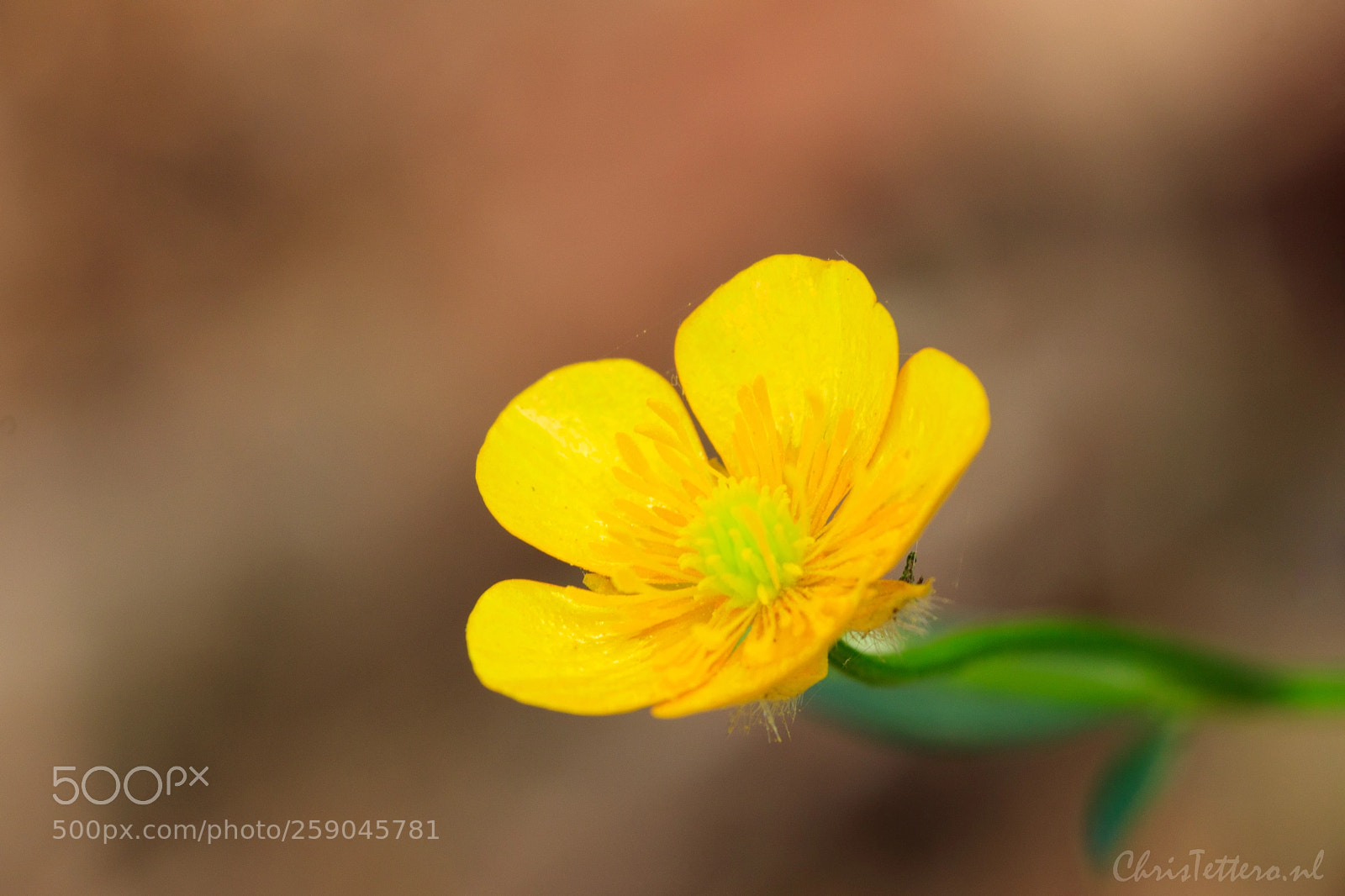Canon EOS 80D sample photo. Buttercup  photography