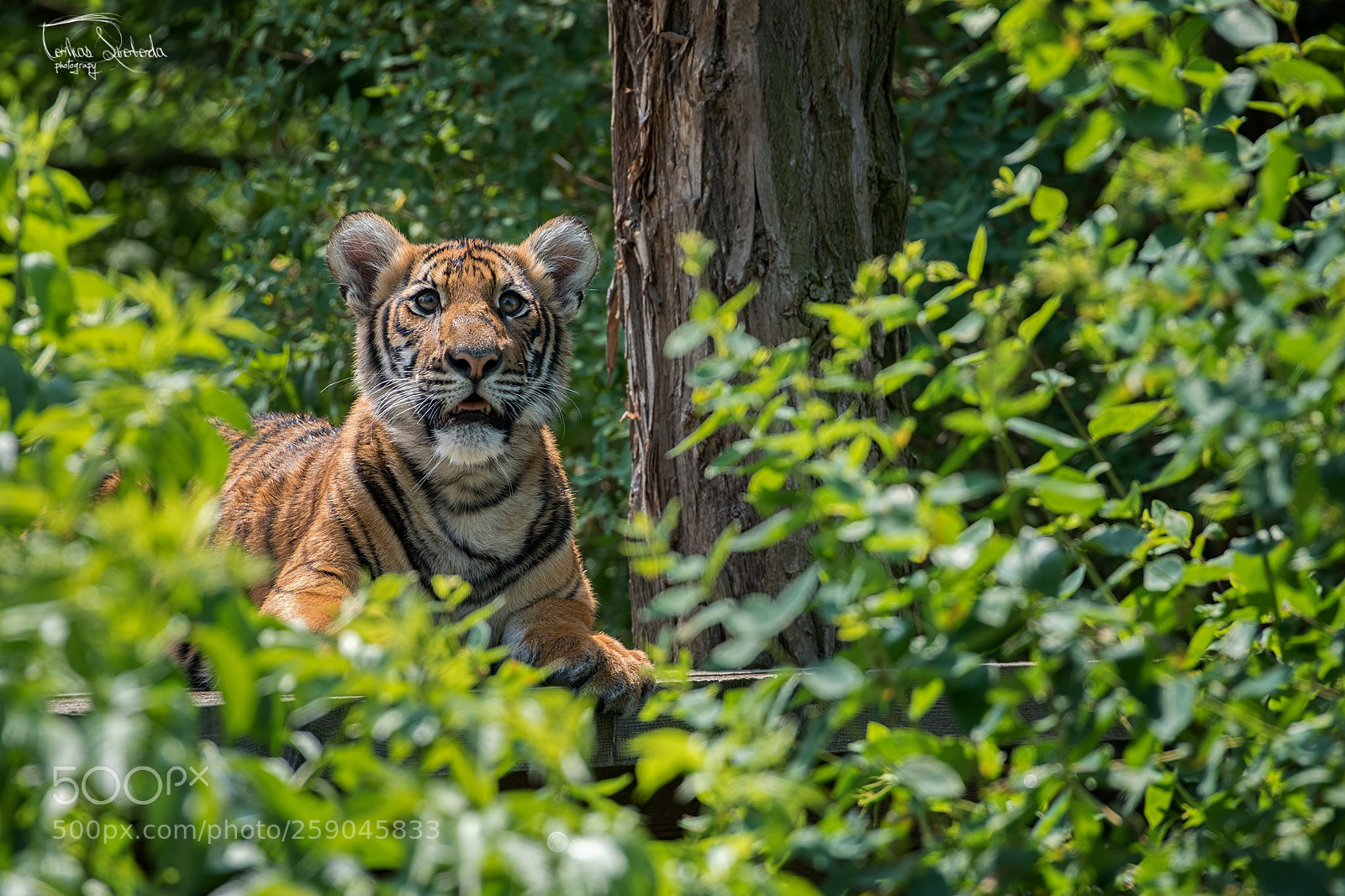 Nikon D750 sample photo. Malayan tiger panthera tigris photography